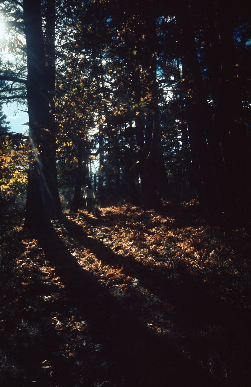 The Risks and Rewards of Experimental Photography
