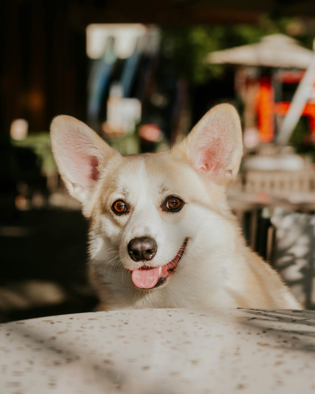 A dog resting beside a table on the Ancora patio.