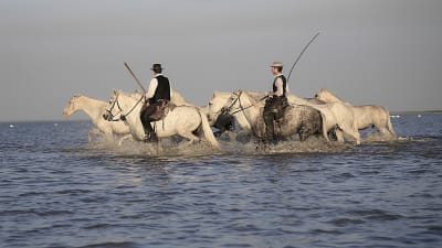 Ridresa i vackra Camargue - okt 2024