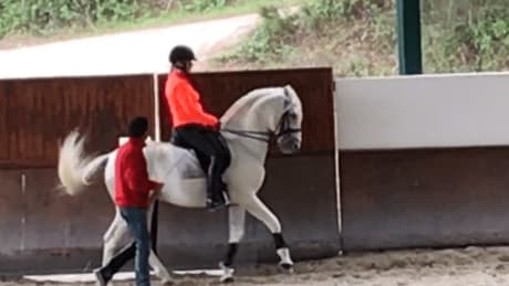 Morgado Lusitano - träna dressyr i Portugal