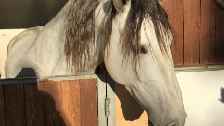 Morgado Lusitano - tr�na dressyr i Portugal