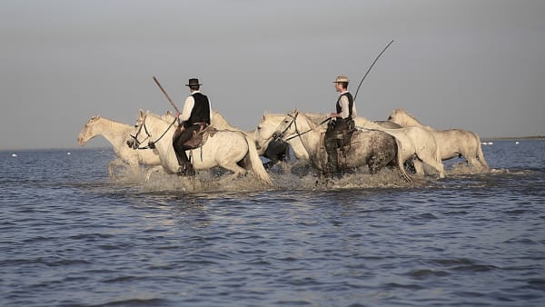 Ridresa i vackra Camargue - okt 2024