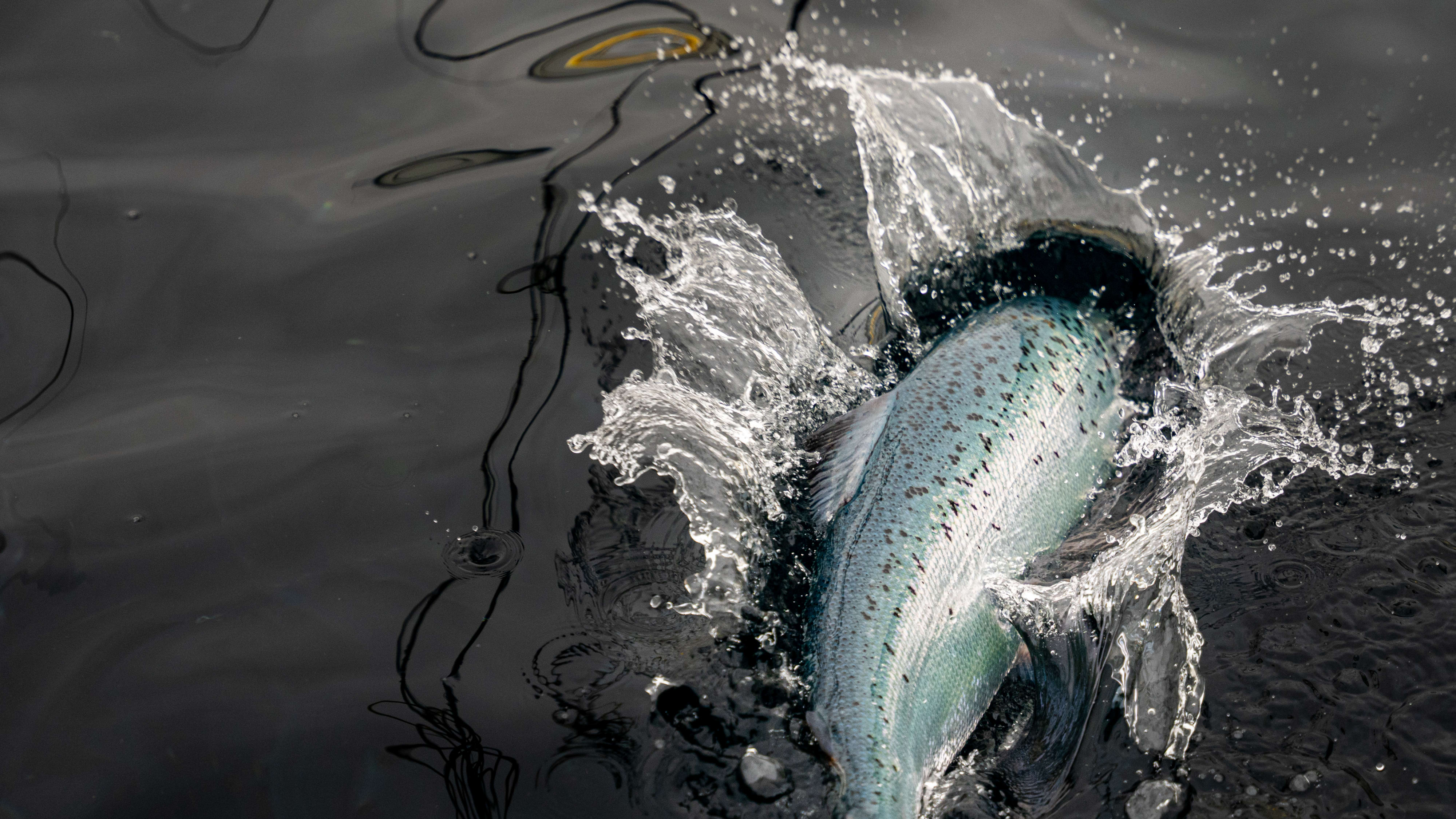 Solid fish farming performance | Q3 2025 financial results