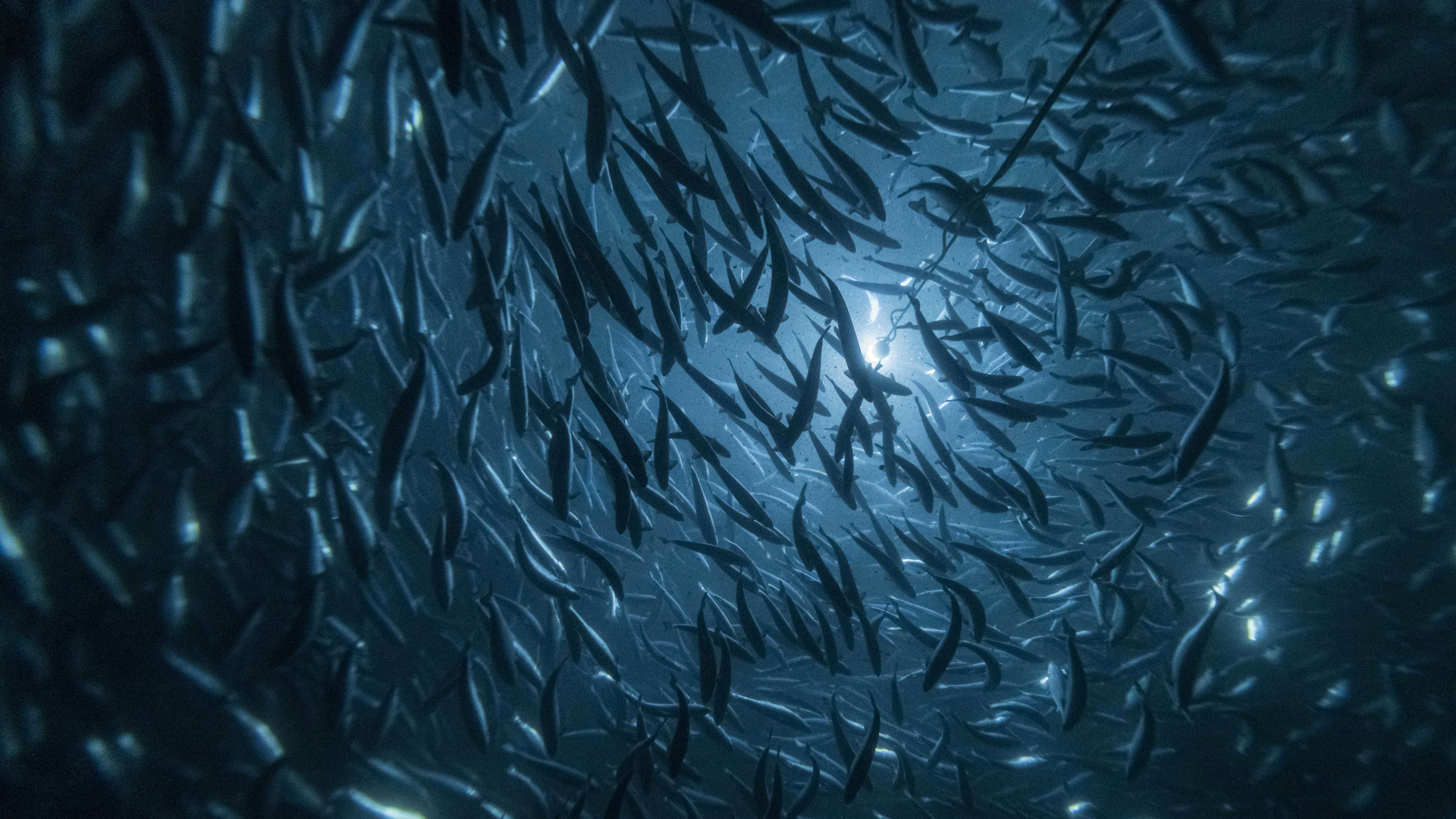 Cflow and Andfjord Salmon Forge Strategic Partnership to Advance Land ...