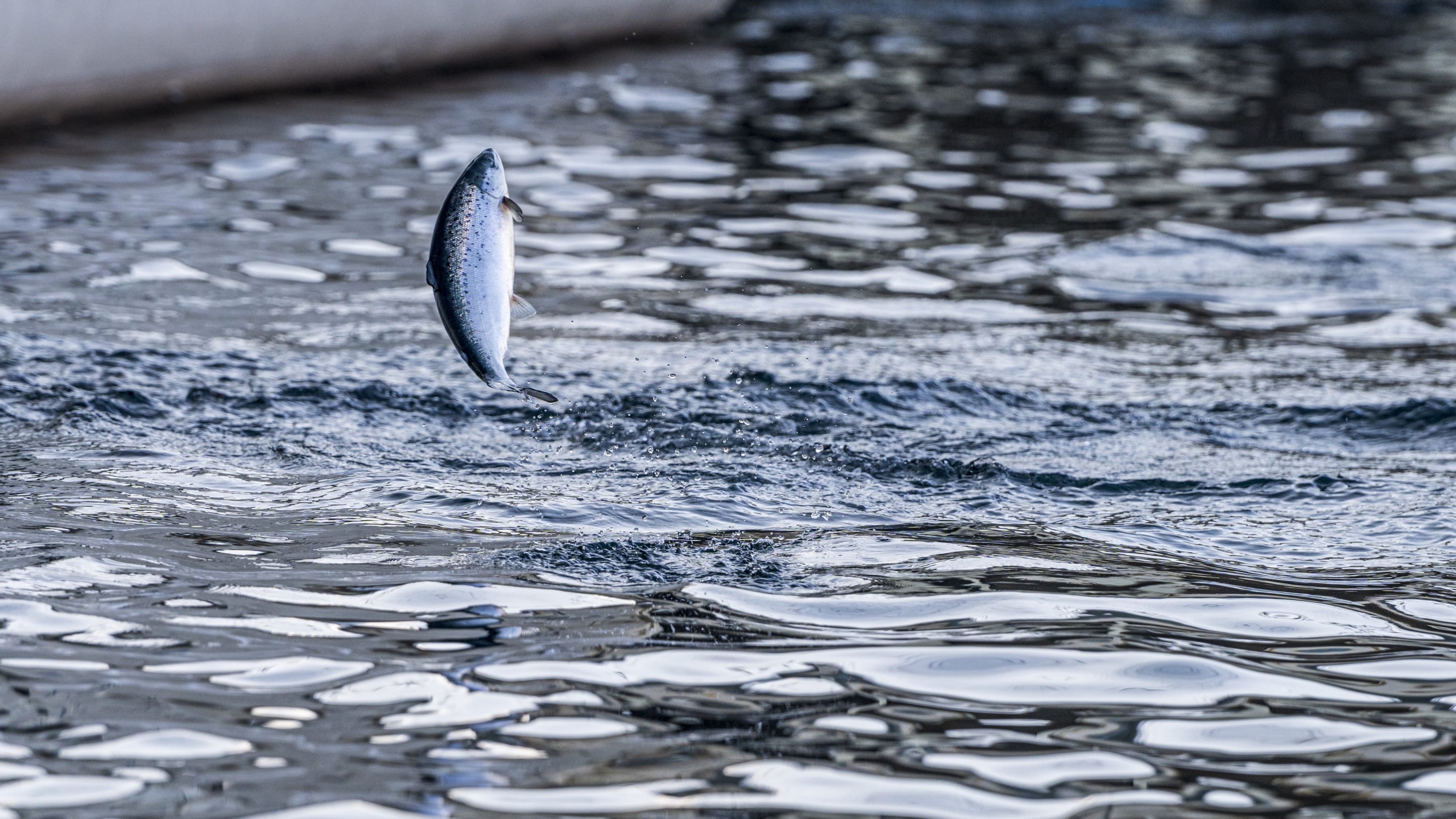 Andfjord Salmon AS – Contemplated private placement