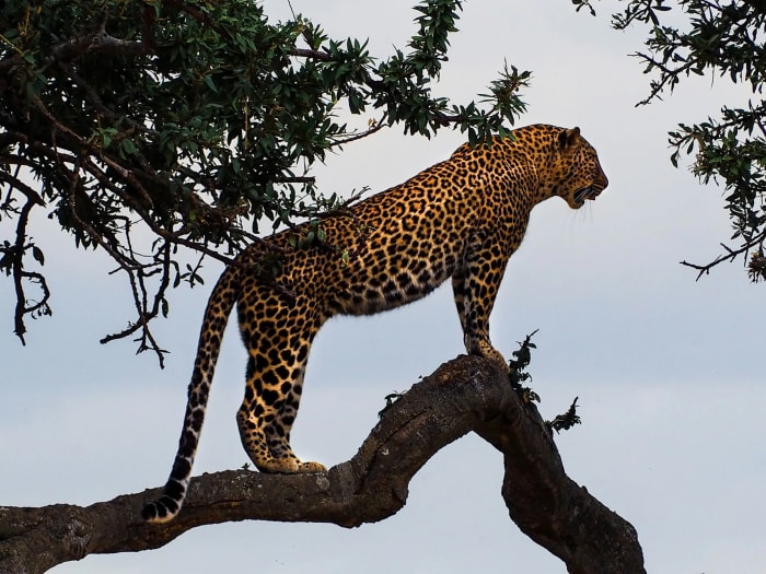 Leopard standing on a tree branch against a pale sky