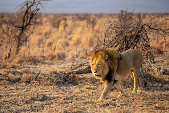 Male lion walking through golden dry grass in low light