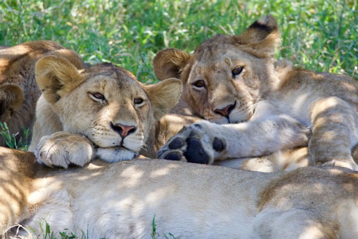 Pride of lions resting together in the shade