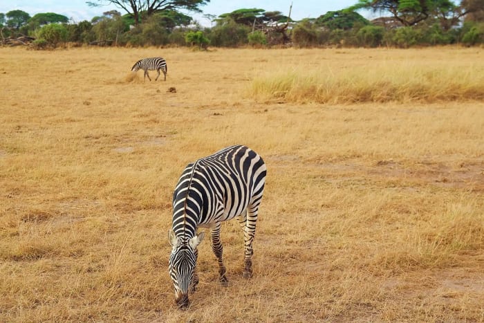 Zebra grazing on a golden plain with another in the distance