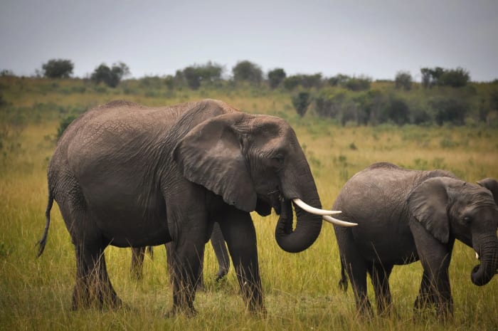 Adult elephant and calf walking across grassland