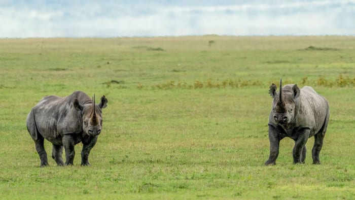 Two black rhinos standing apart on green grassland