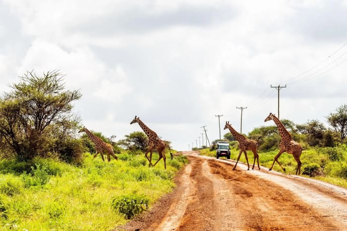 Giraffes crossing a red dirt road with a safari vehicle approaching