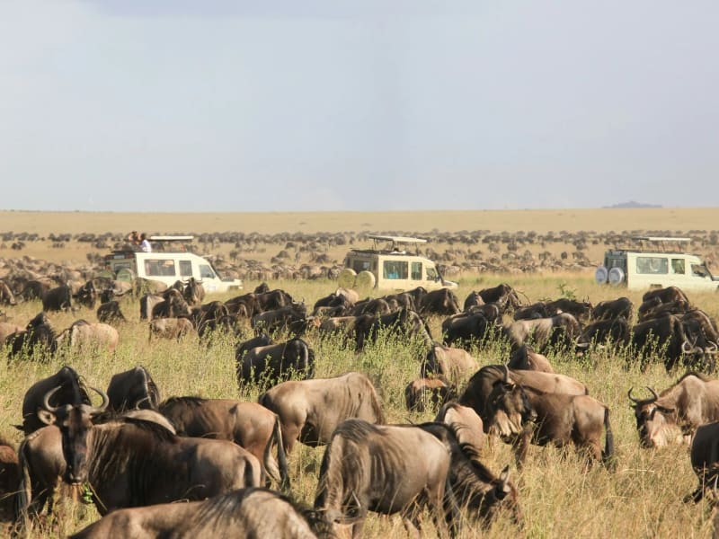 Safari vehicles parked among a wildebeest herd on open plains