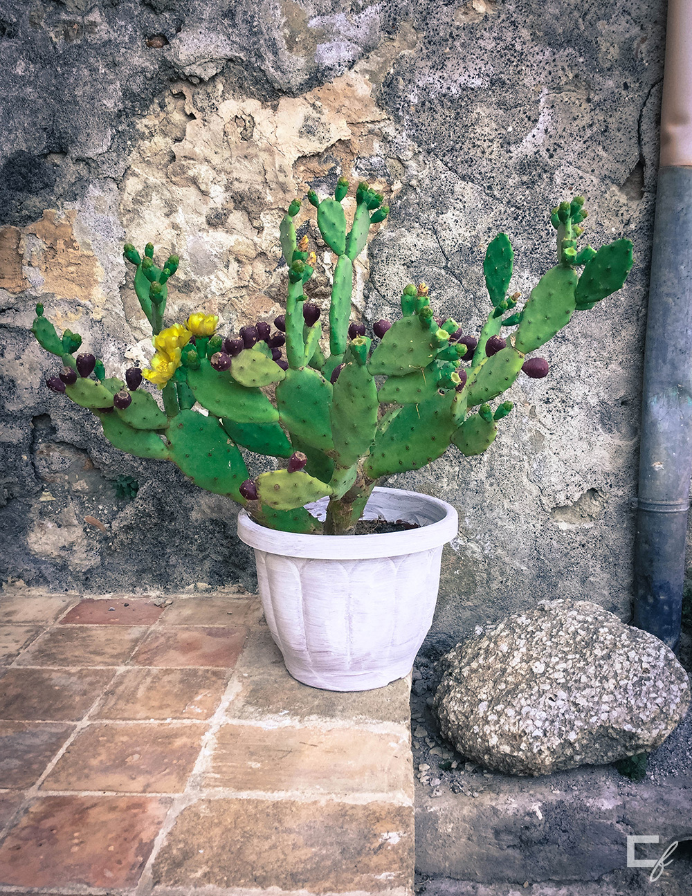 prickly pear street