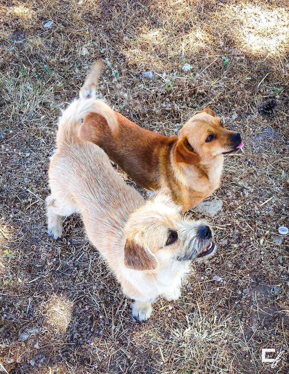 four legged friends