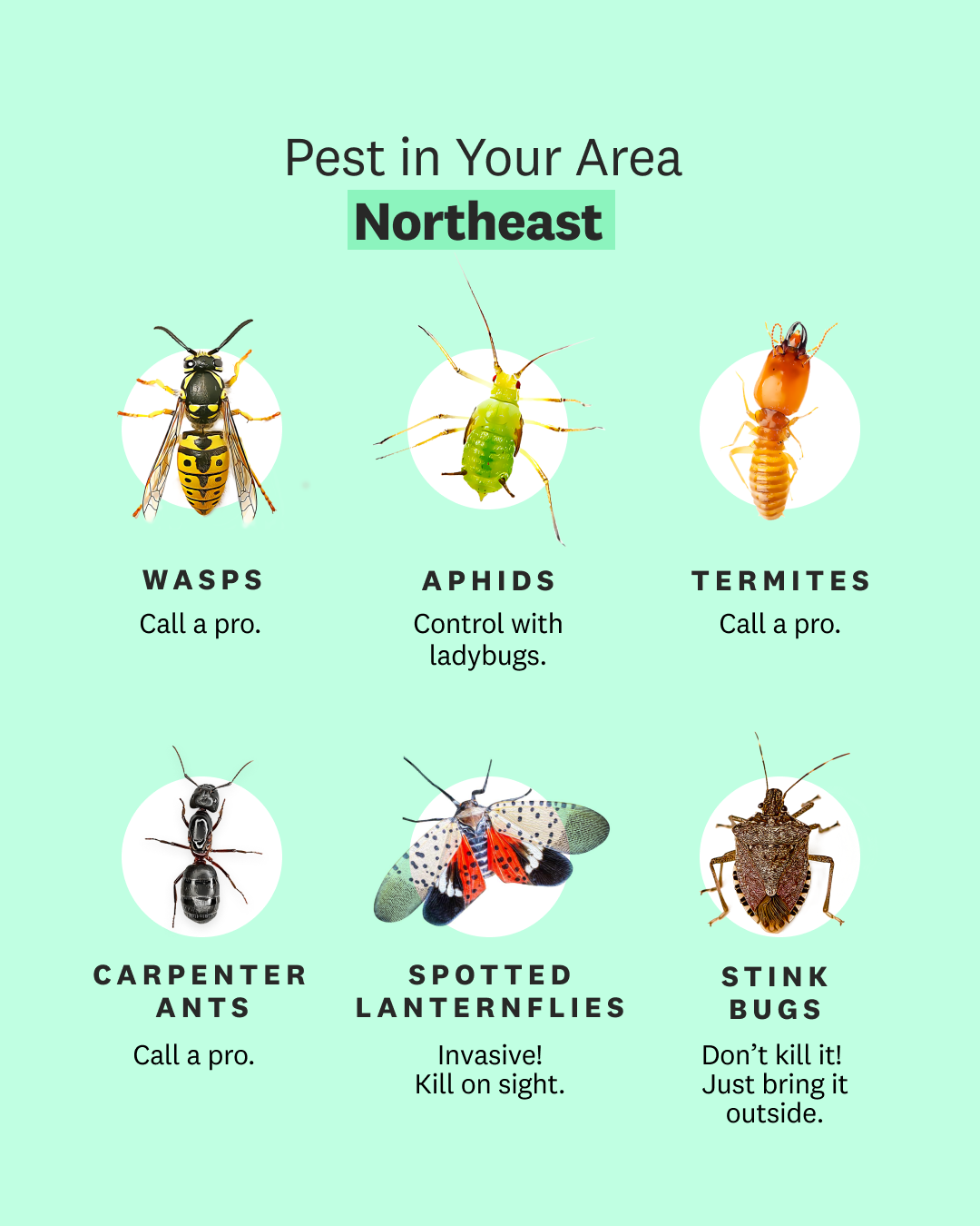 Pests in the northeast area