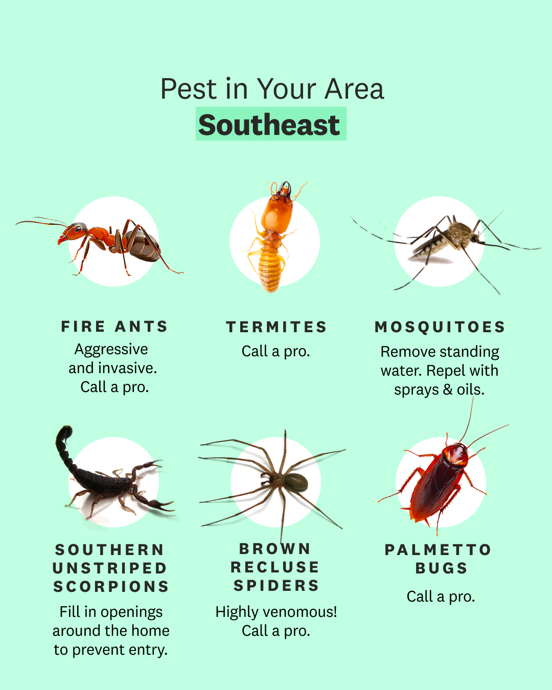 Pests in the southeast area