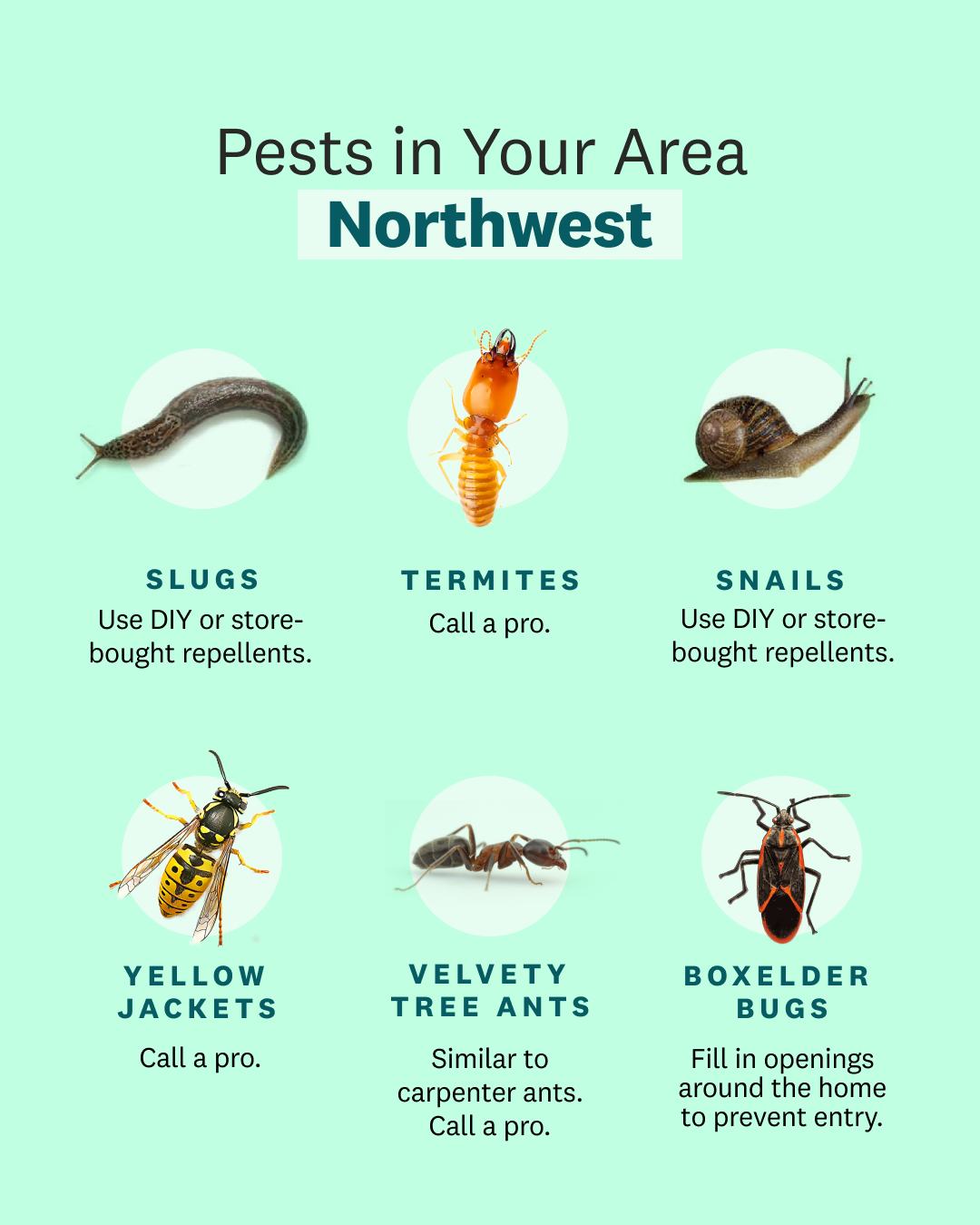 Pests in the northwest area