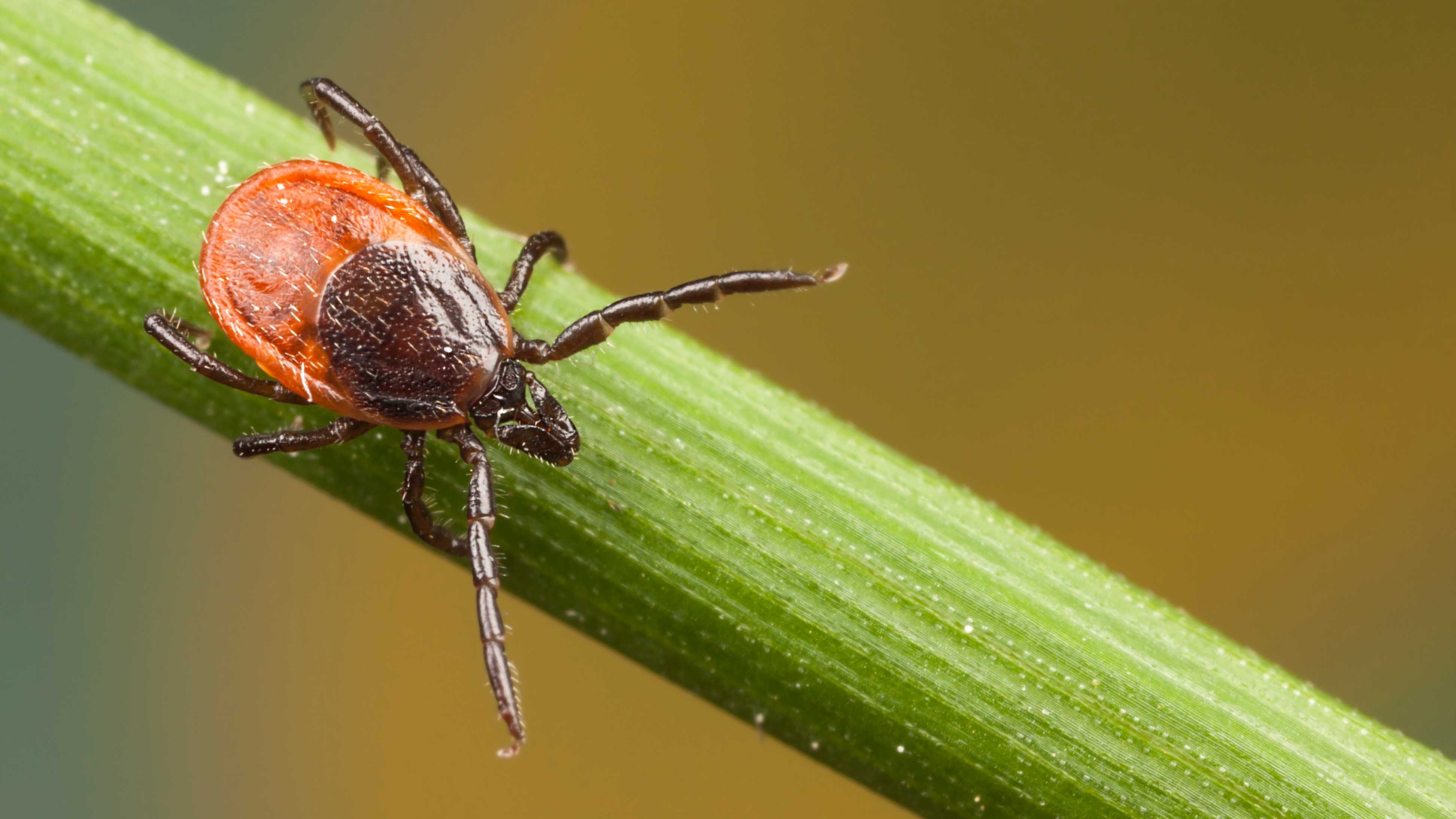 Tick on the stalk of a plant