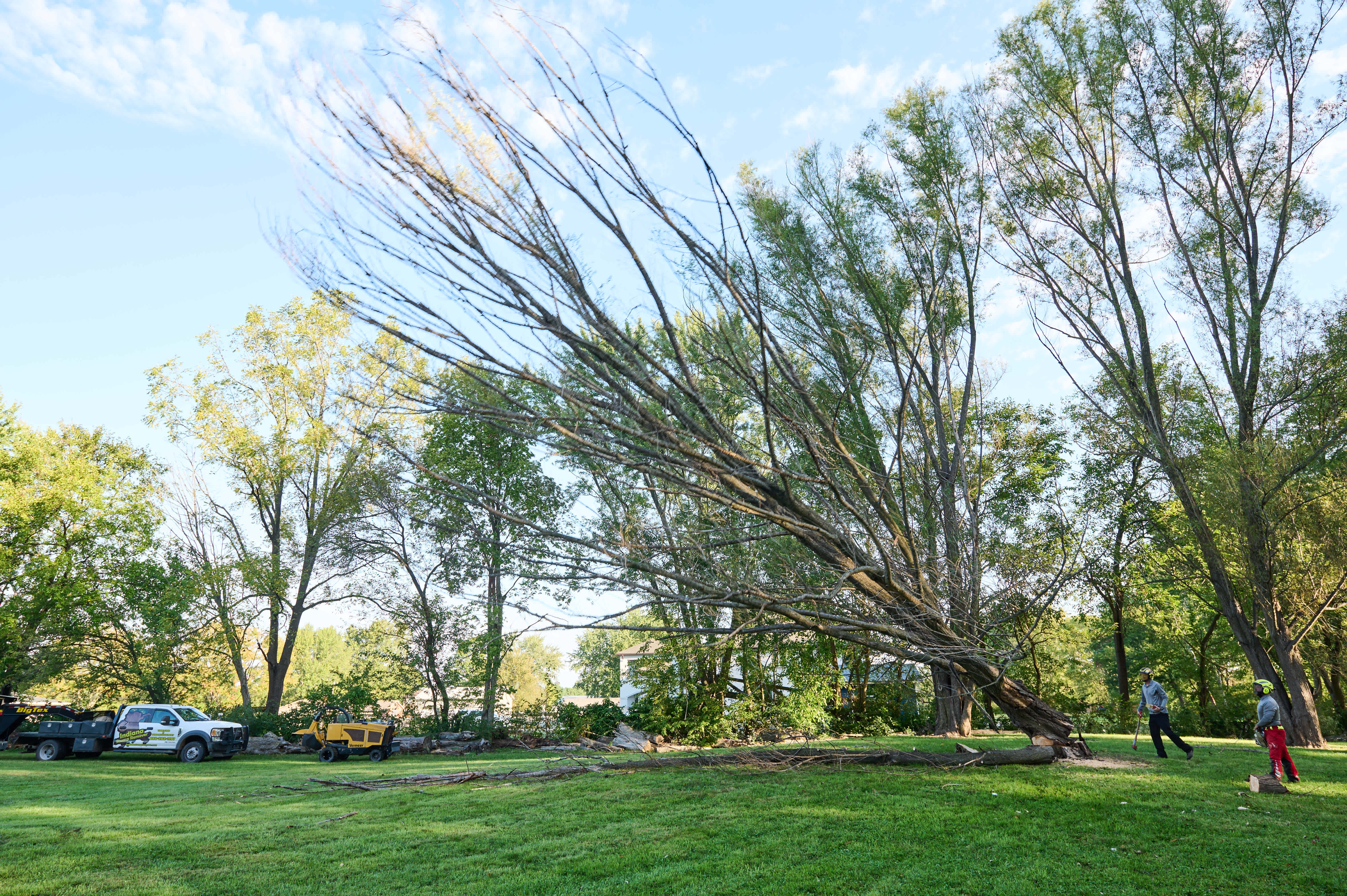 Professional removing a tree