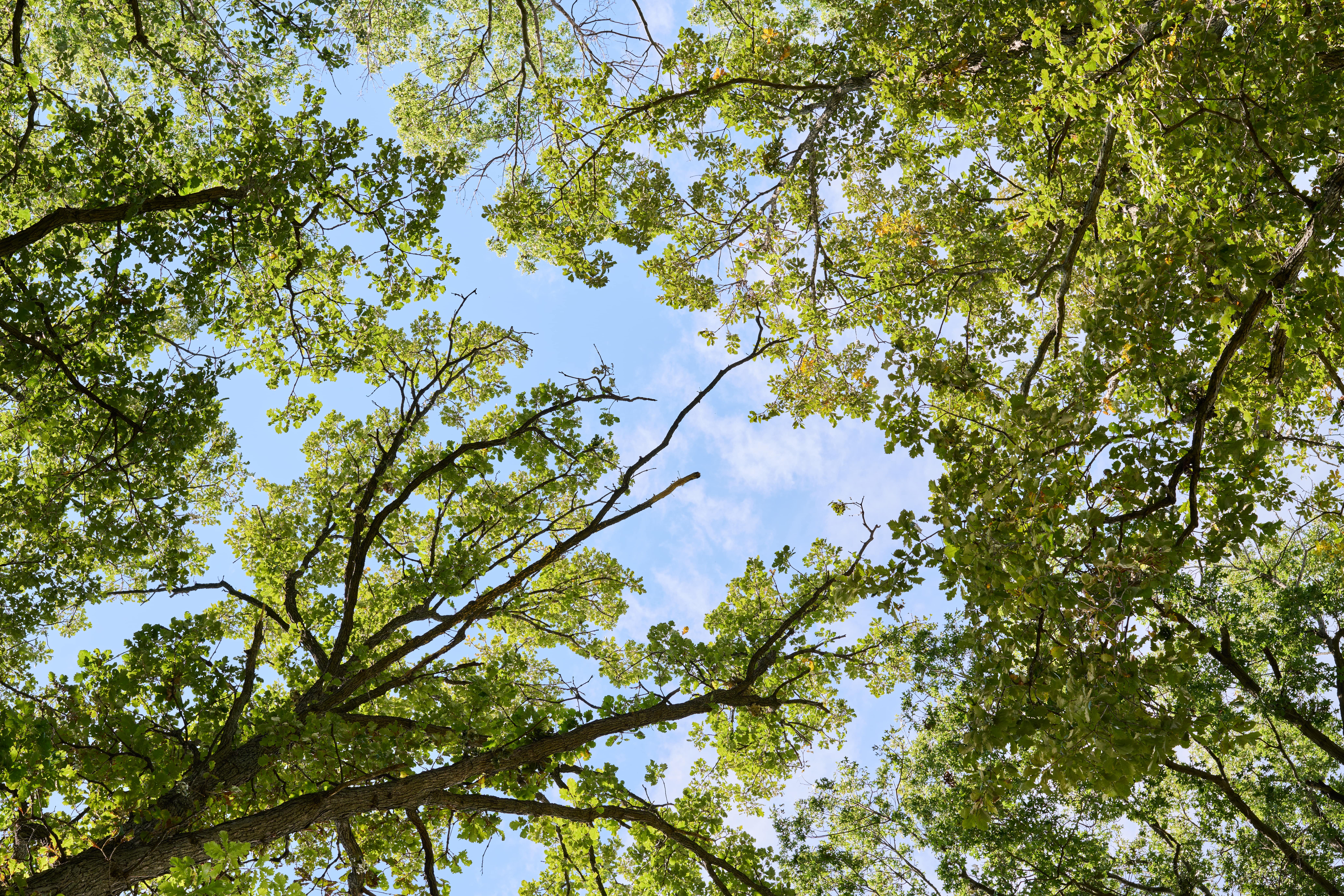 View looking up at tree branches with green leaves against a bright blue sky on a clear sunny day.