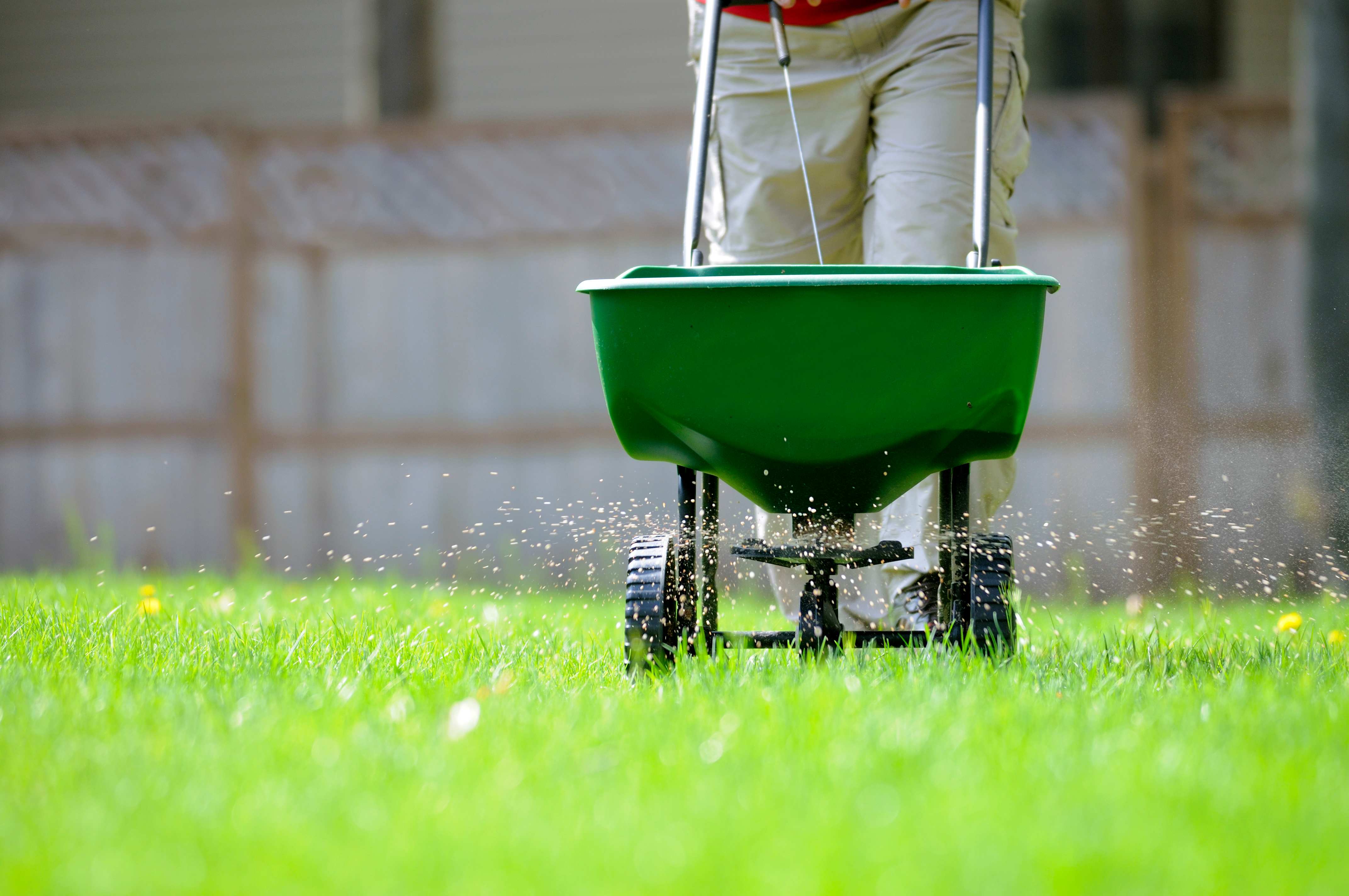 A worker provides lawn care, using a spreader to fertilize and maintain a lawn, ensuring it stays healthy.
