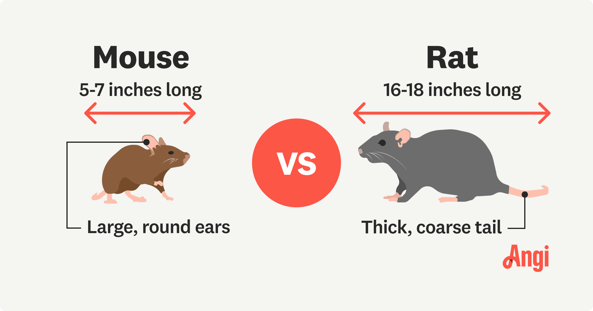 Mouse versus rat illustrated comparison, with a rat having a thick, coarse tail