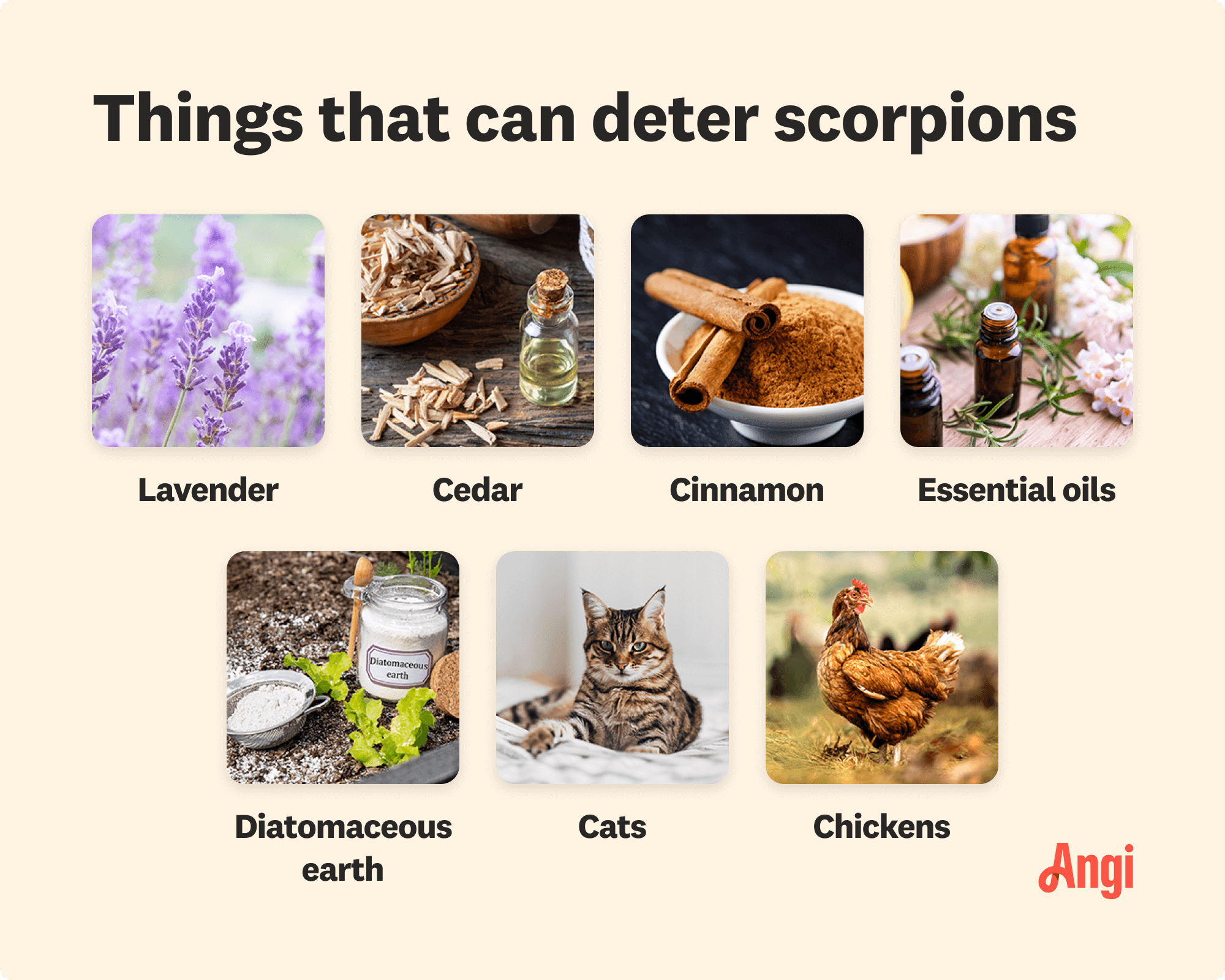 7 scorpion deterrent things compared visually, including lavender, cedar, and cinnamon