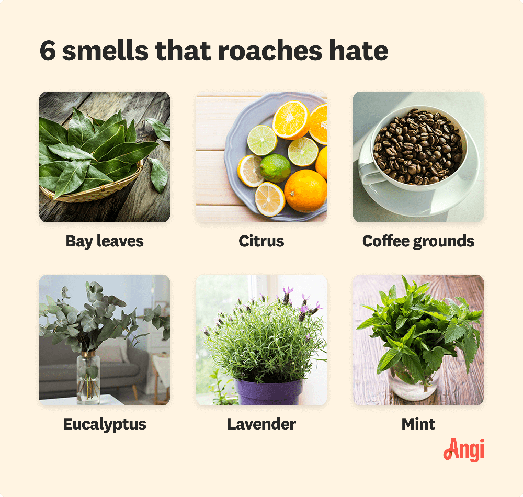6 smells roaches hate compared visually, including citrus, eucalyptus, and mint.