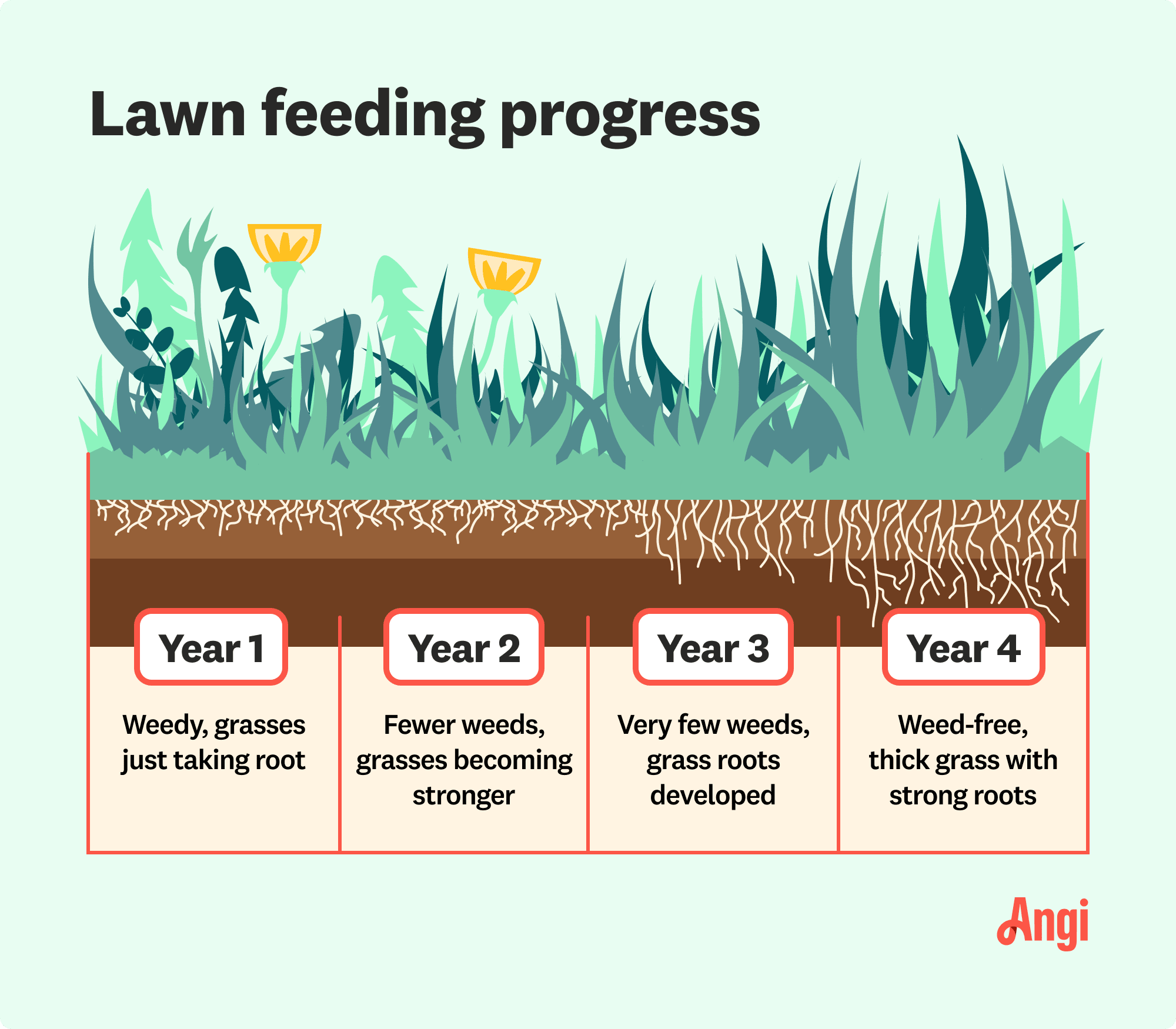 Lawn feeding process illustrated over 4 years, with year 4 being weed-free with thick grass with strong roots