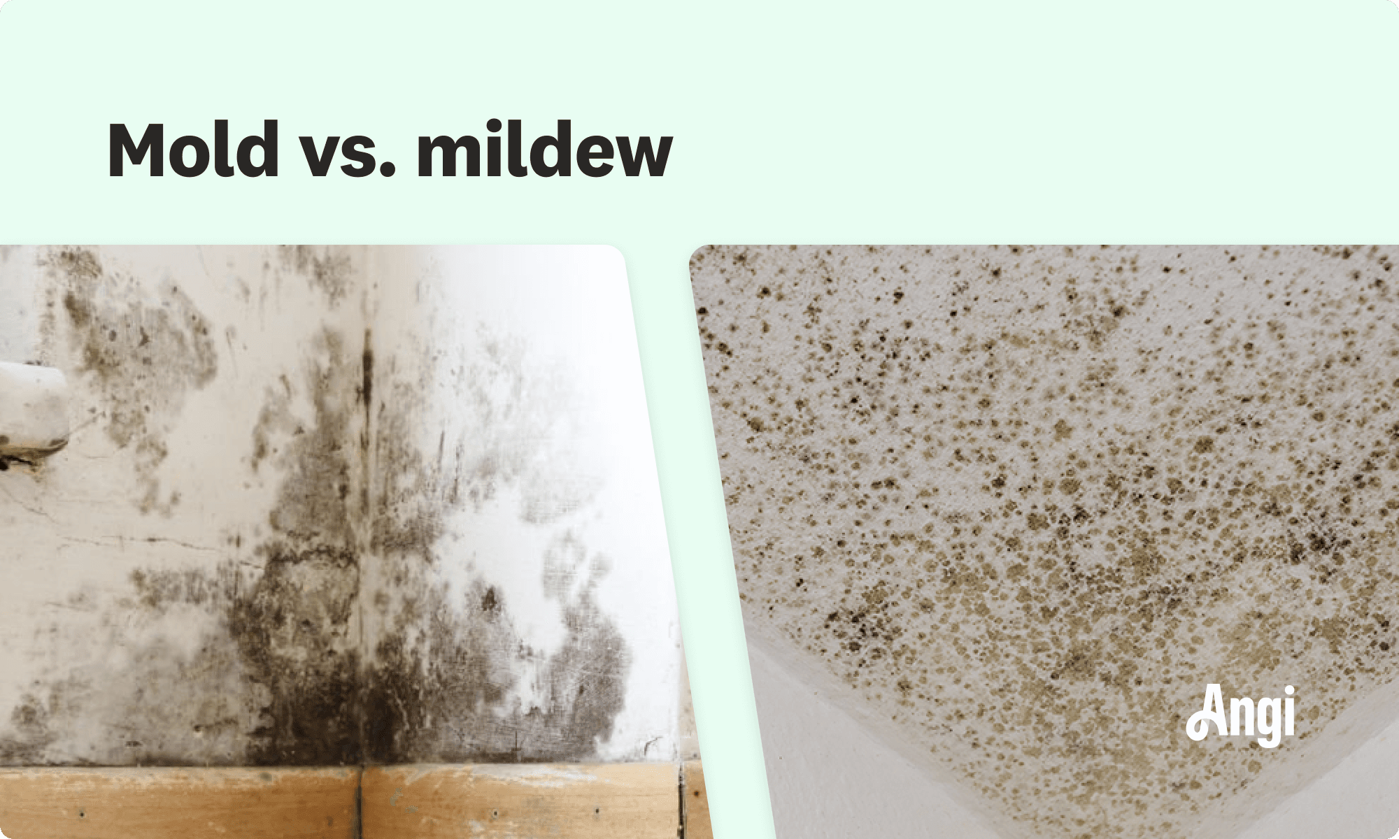 Mold versus mildew compared visually