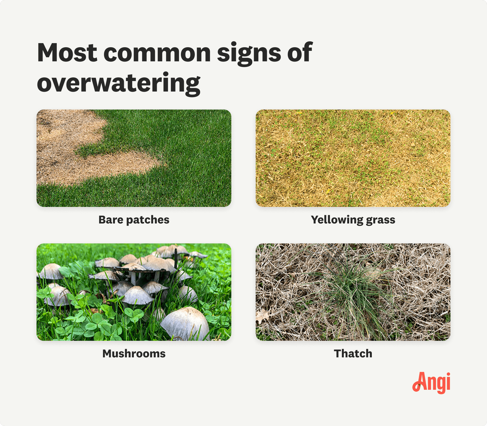 4 common overwatering signs compared visually, including bare patches and mushrooms