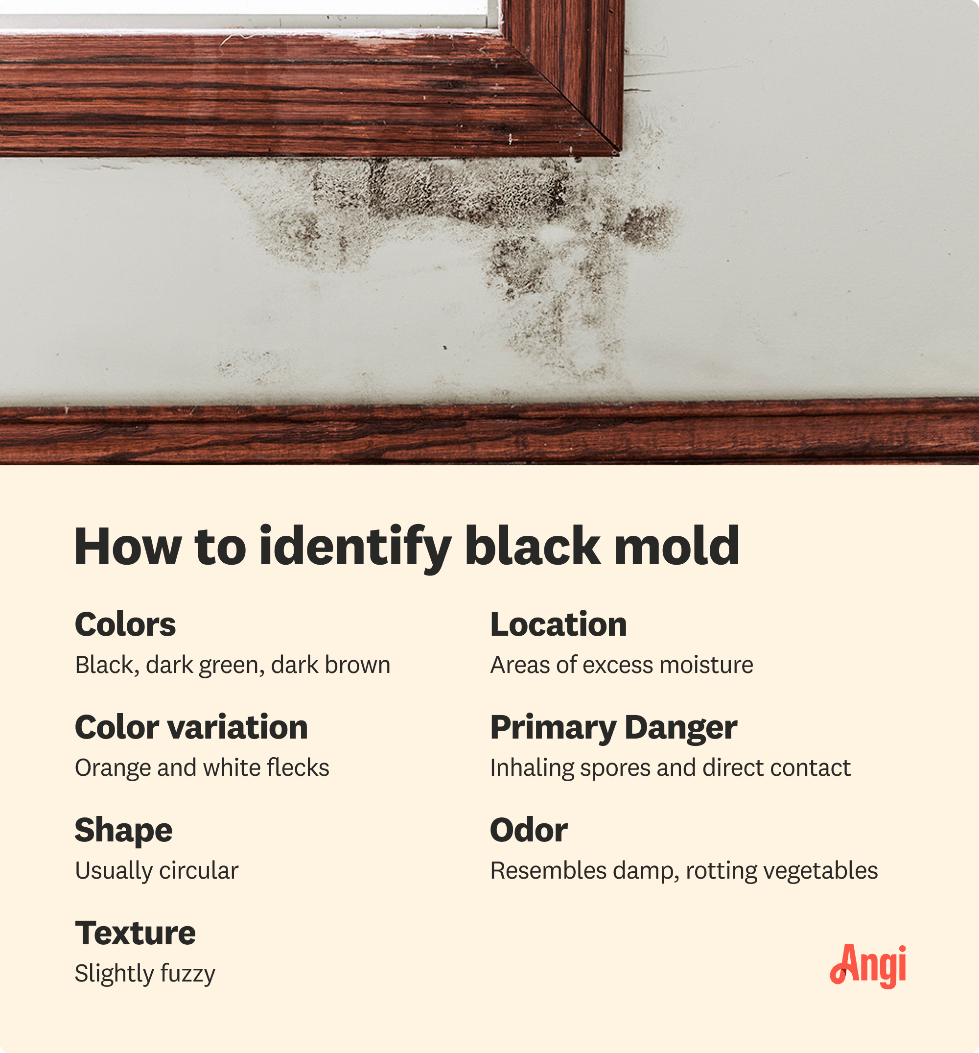 7 ways to identify black mold, including color, shape, texture, and odor