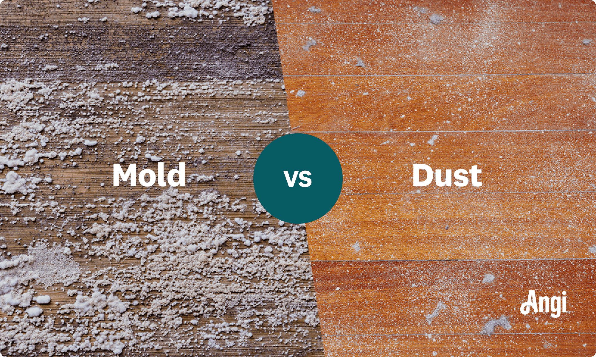 Mold versus dust visual comparison