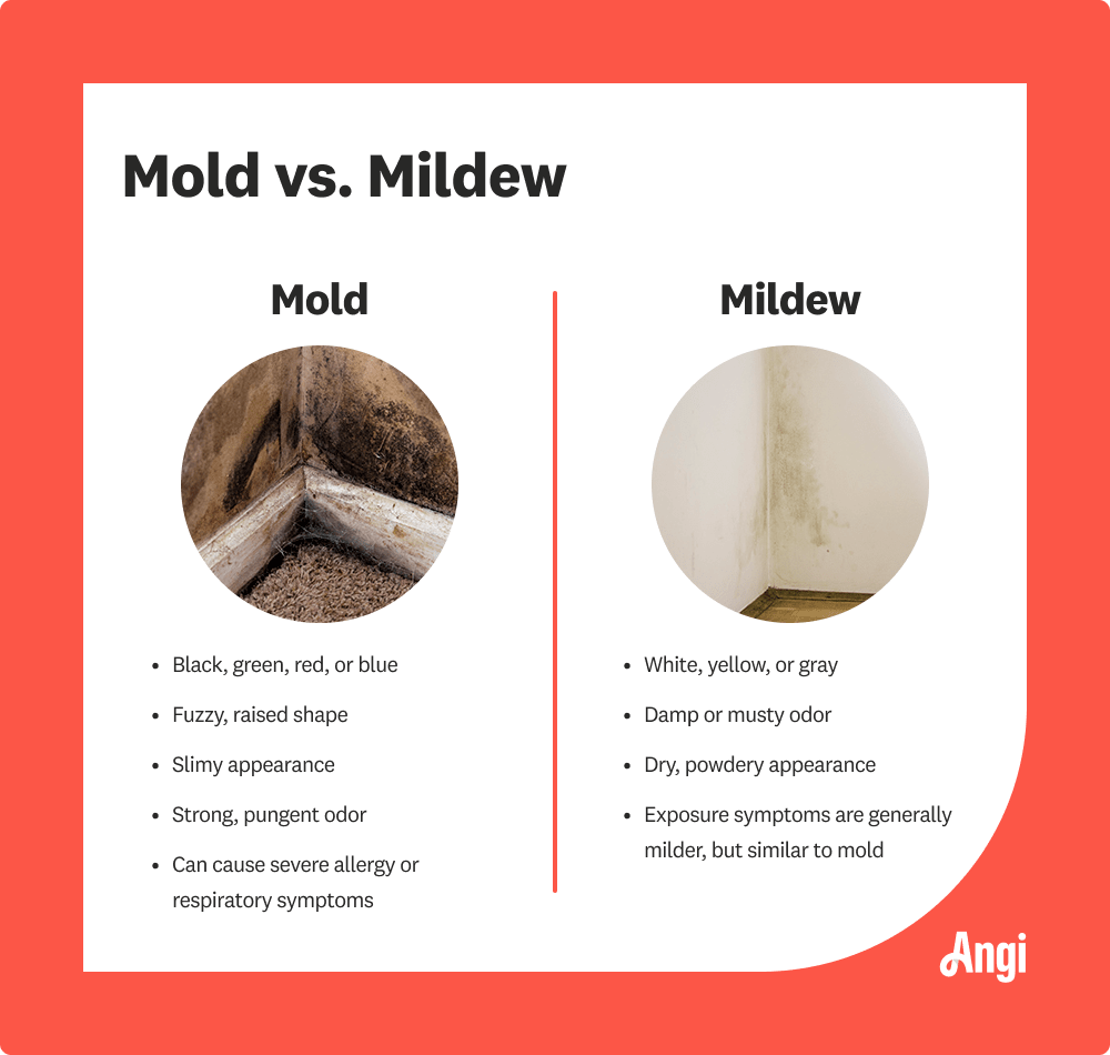 Comparison of mold and mildew, with mold being fuzzy and mildew having a dry powdery appearance
