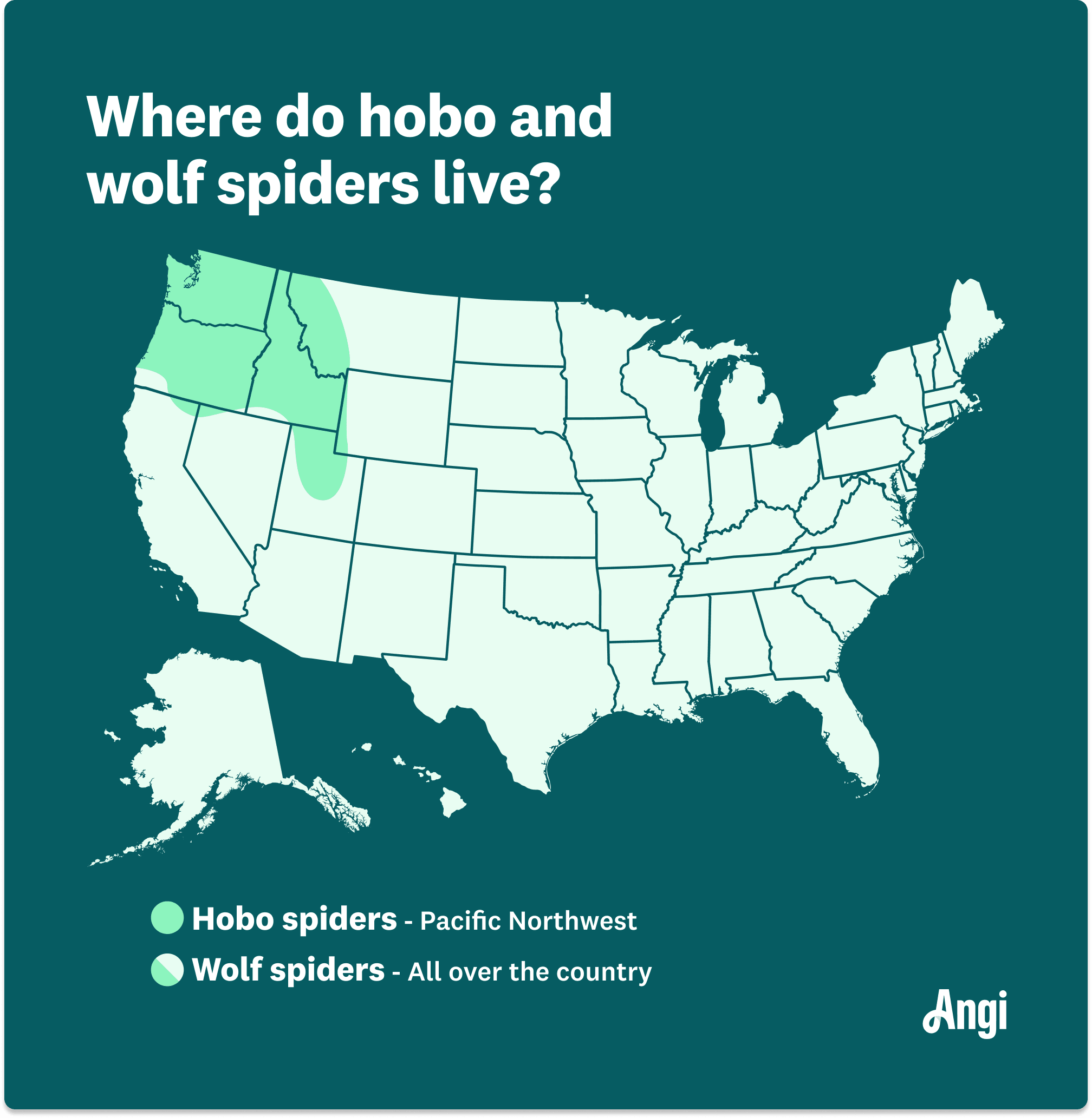 What’s the Difference Between Hobo Spiders and Wolf Spiders?