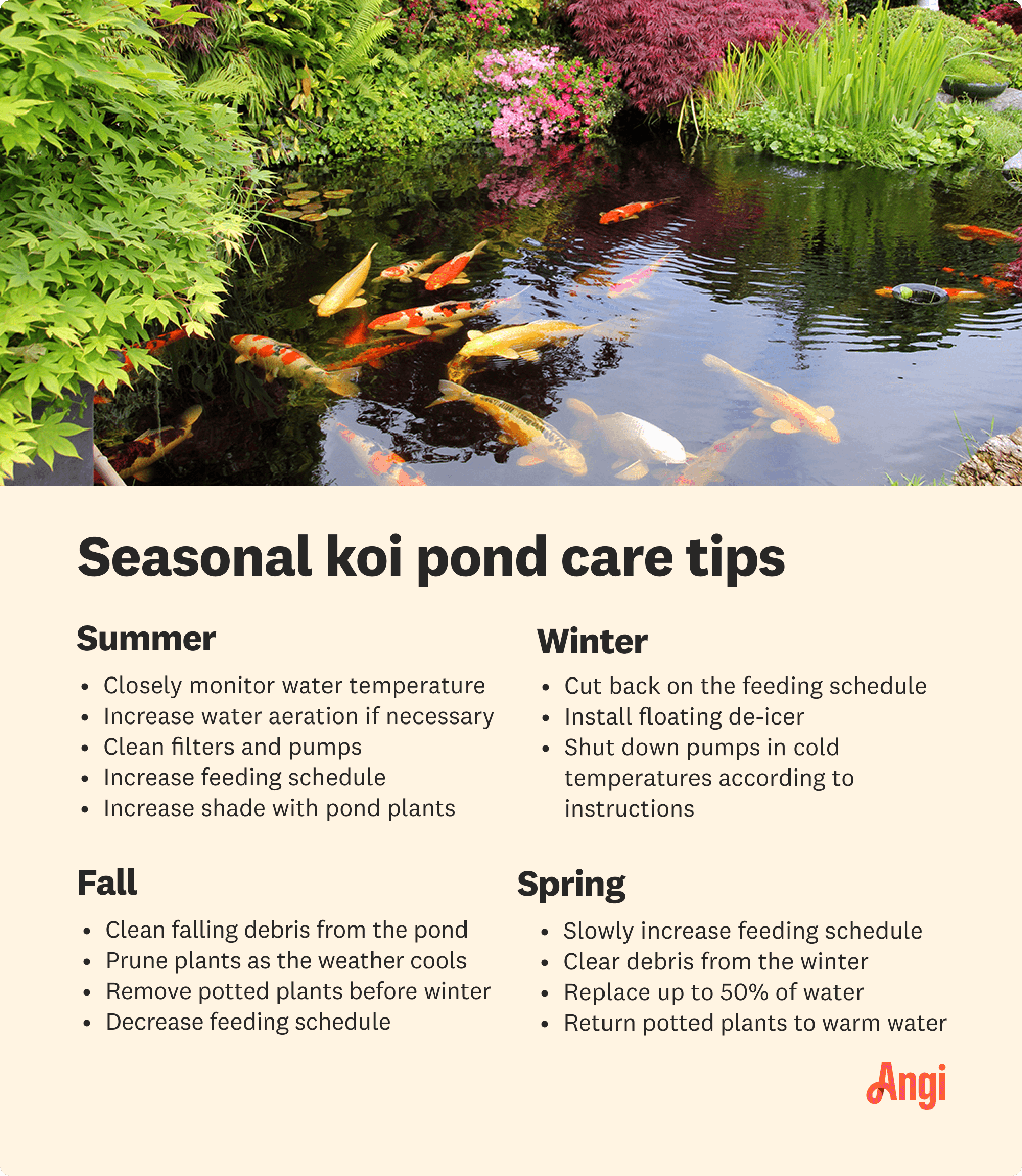 4 seasons of koi pond care tips, with summer being the time to increase the feeding schedule