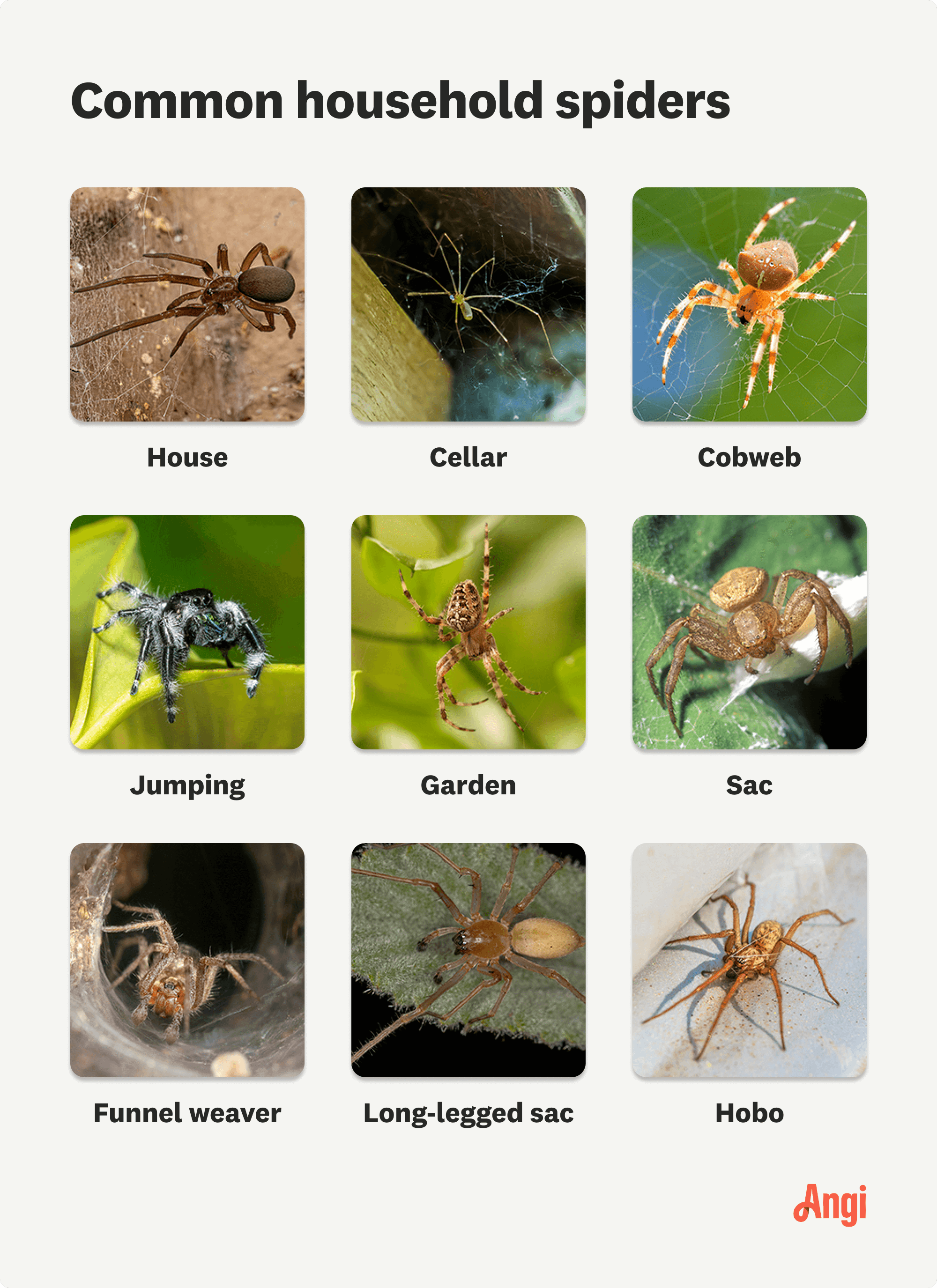 9 types of common household spiders compared visually, including house, cellar, and hobo spiders
