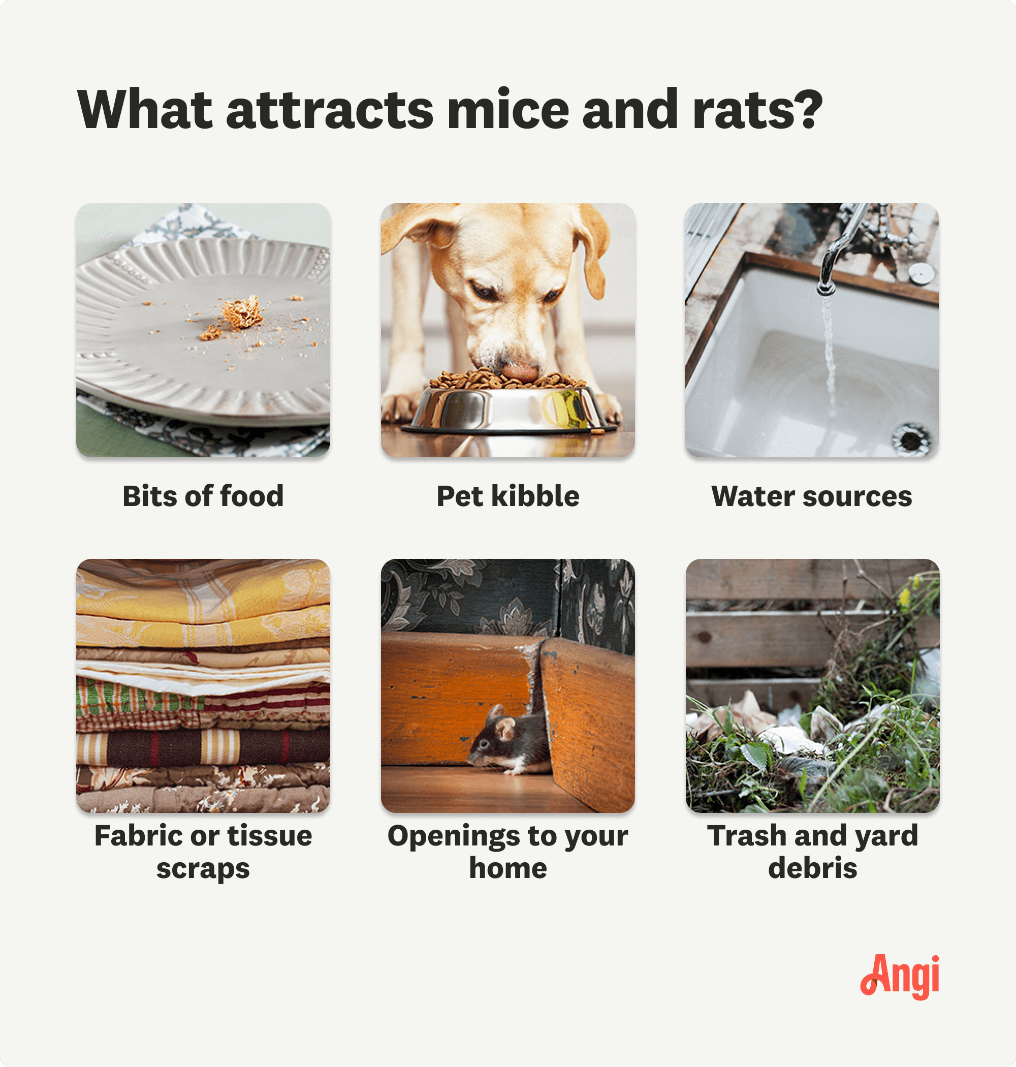 6 items that attract mice and rats compared visually