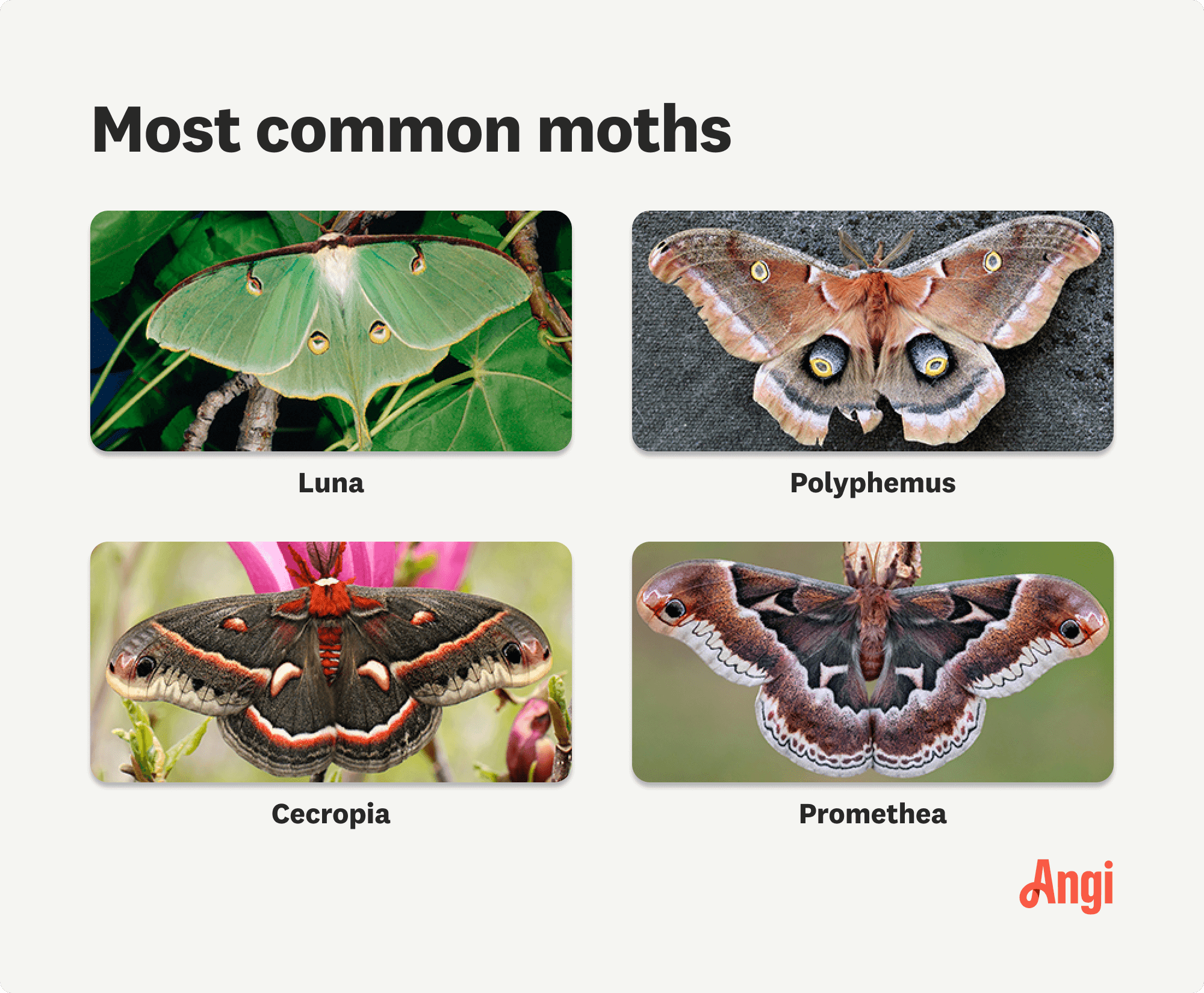 4 common moths compared visually, including luna, polyphemus, cecropia, and promethea