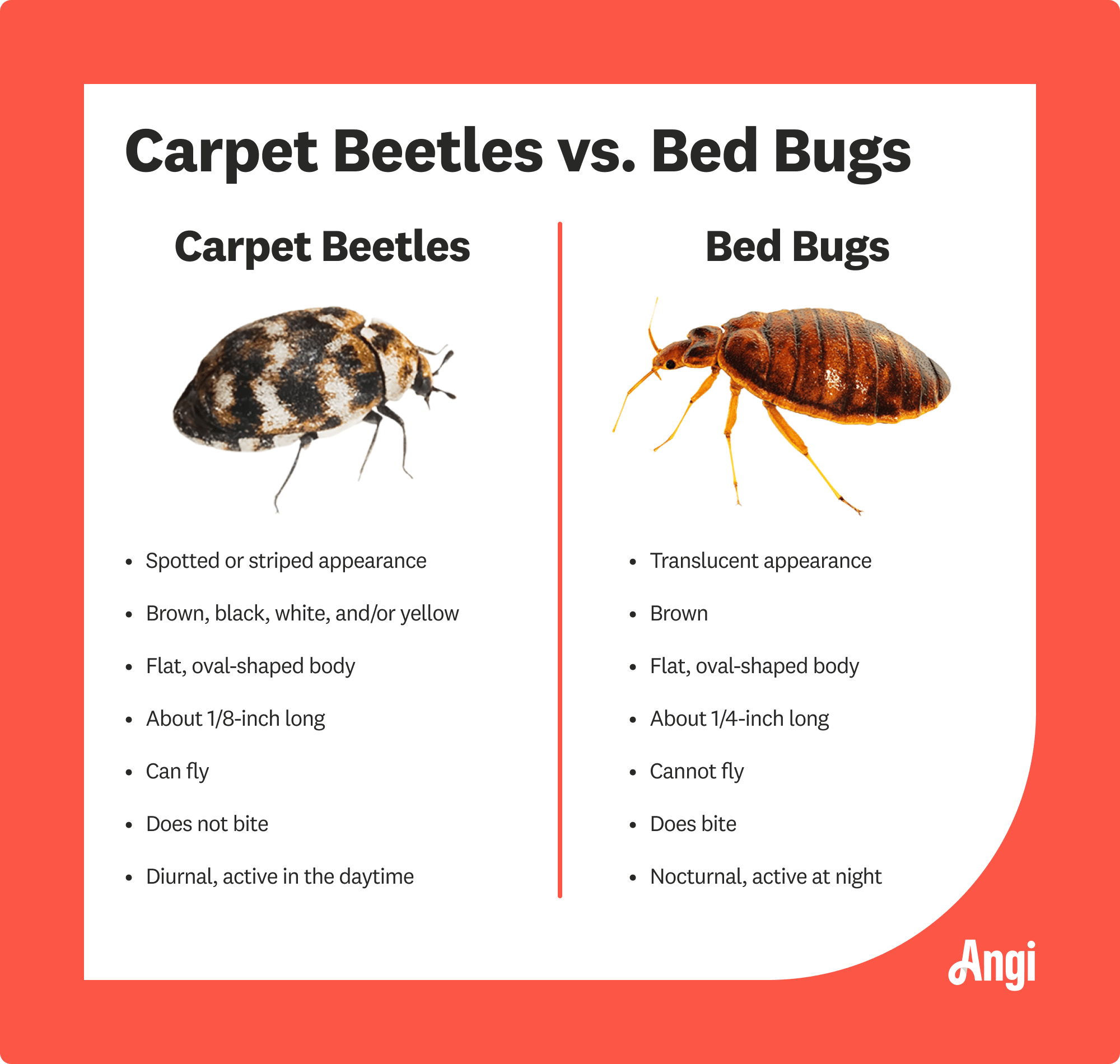 Carpet beetles versus bed bugs illustrated comparison, with carpet beetles being able to fly and bed bugs being nocturnal
