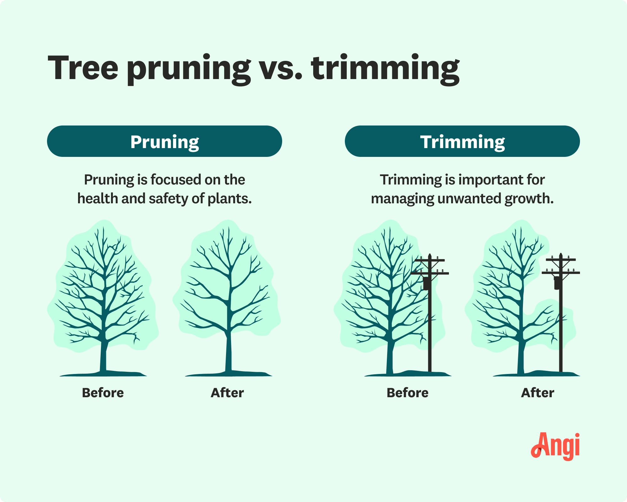 Tree pruning versus tree trimming illustrated comparison, with pruning focusing on the health and trimming being important to manage unwanted growth