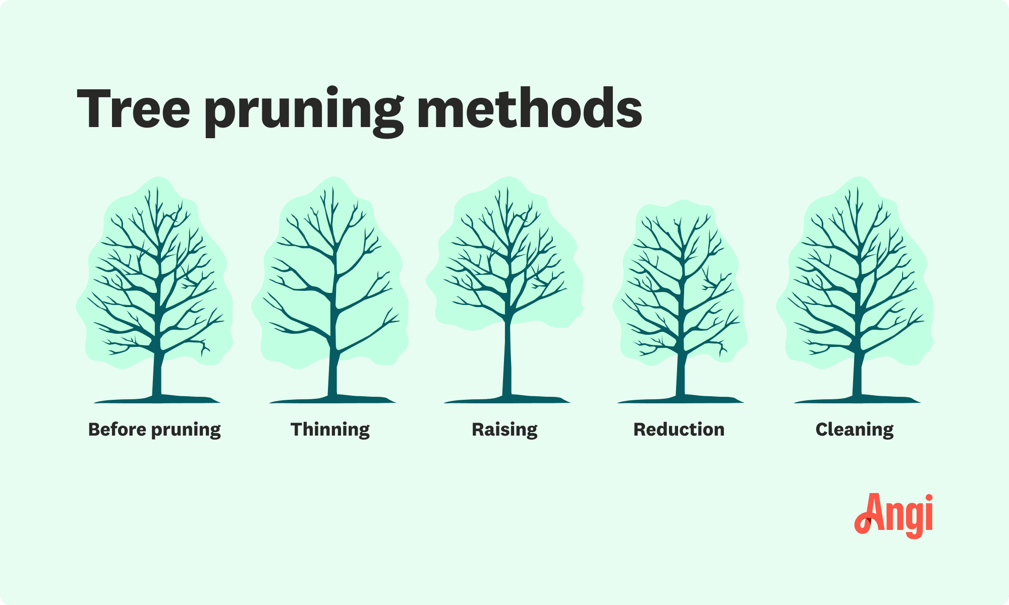 5 tree pruning methods illustrated, including thinning, raising, and cleaning