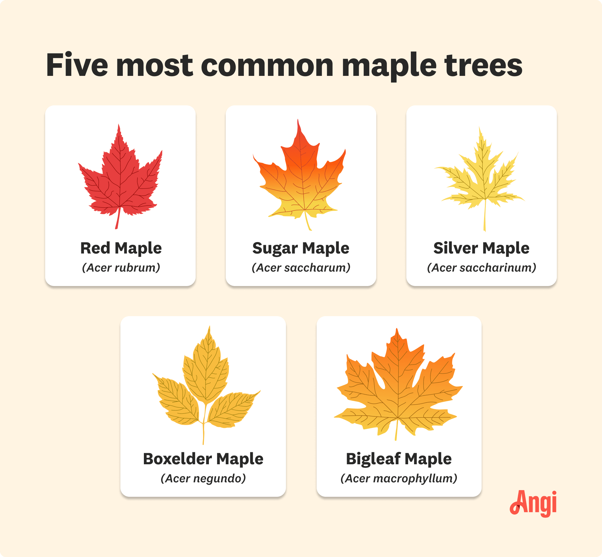 5 most common maple tree leaves compared visually, including the red, sugar, and silver maple leaves