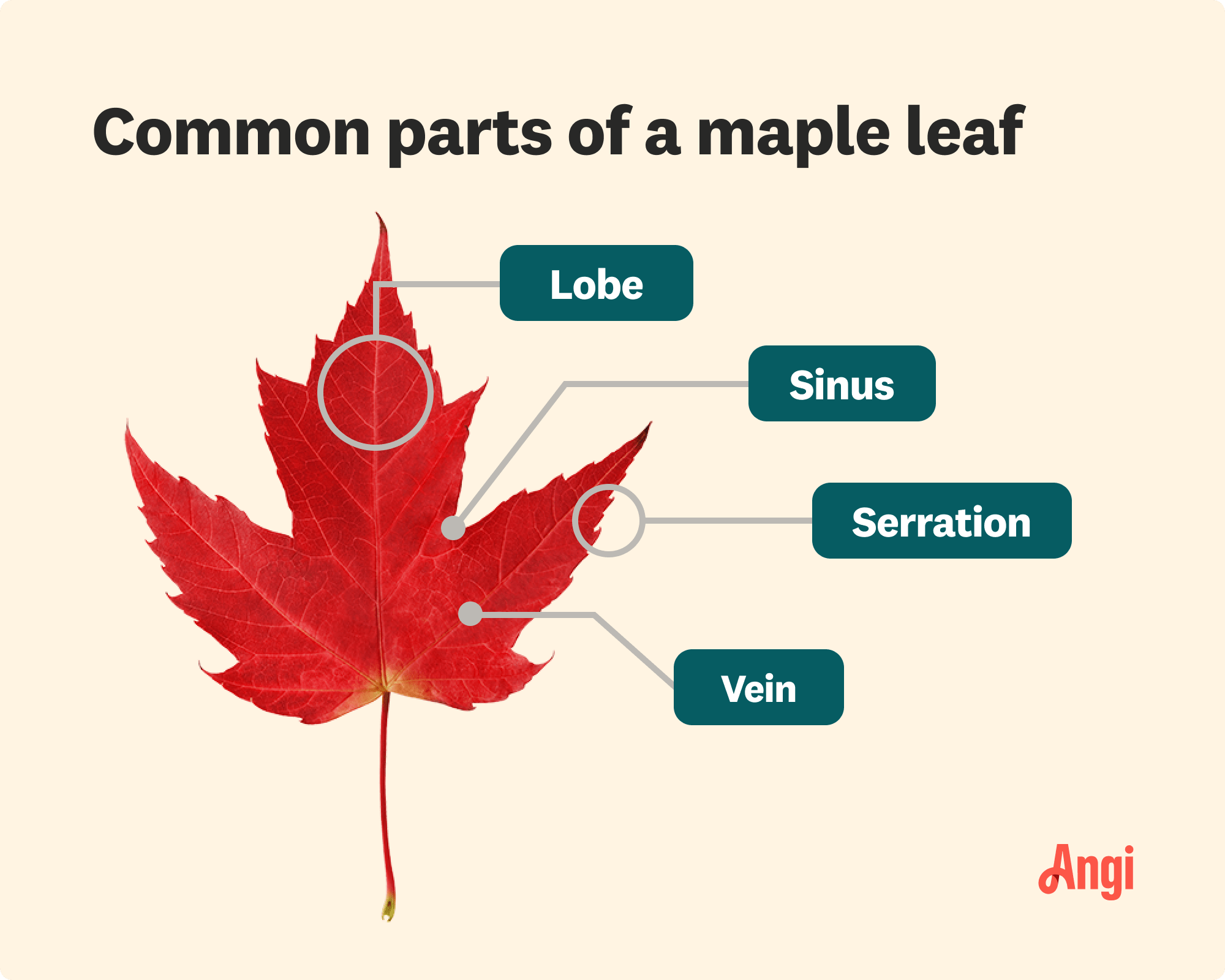 Diagram of the common parts of a maple leaf, including the lobes, sinus, and veins