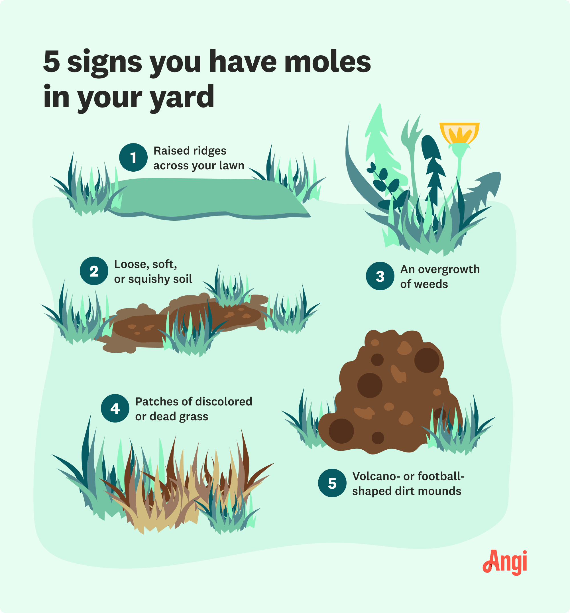 Five signs you have moles in your yard illustrated, including raised ridges across your lawn