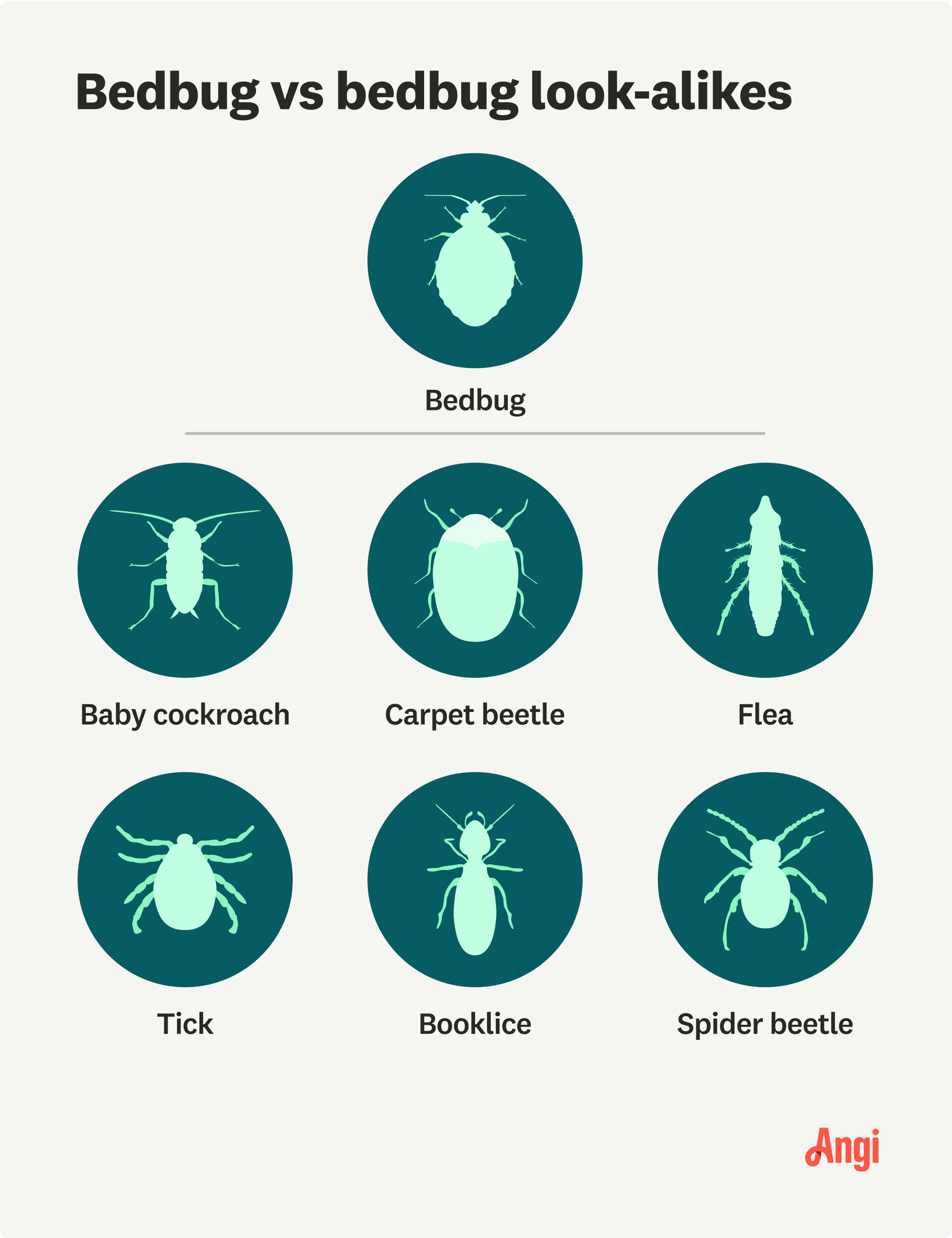 Illustration comparison of a bedbug versus bedbug look-alikes, including the carpet beetle, flea, tick, and booklice