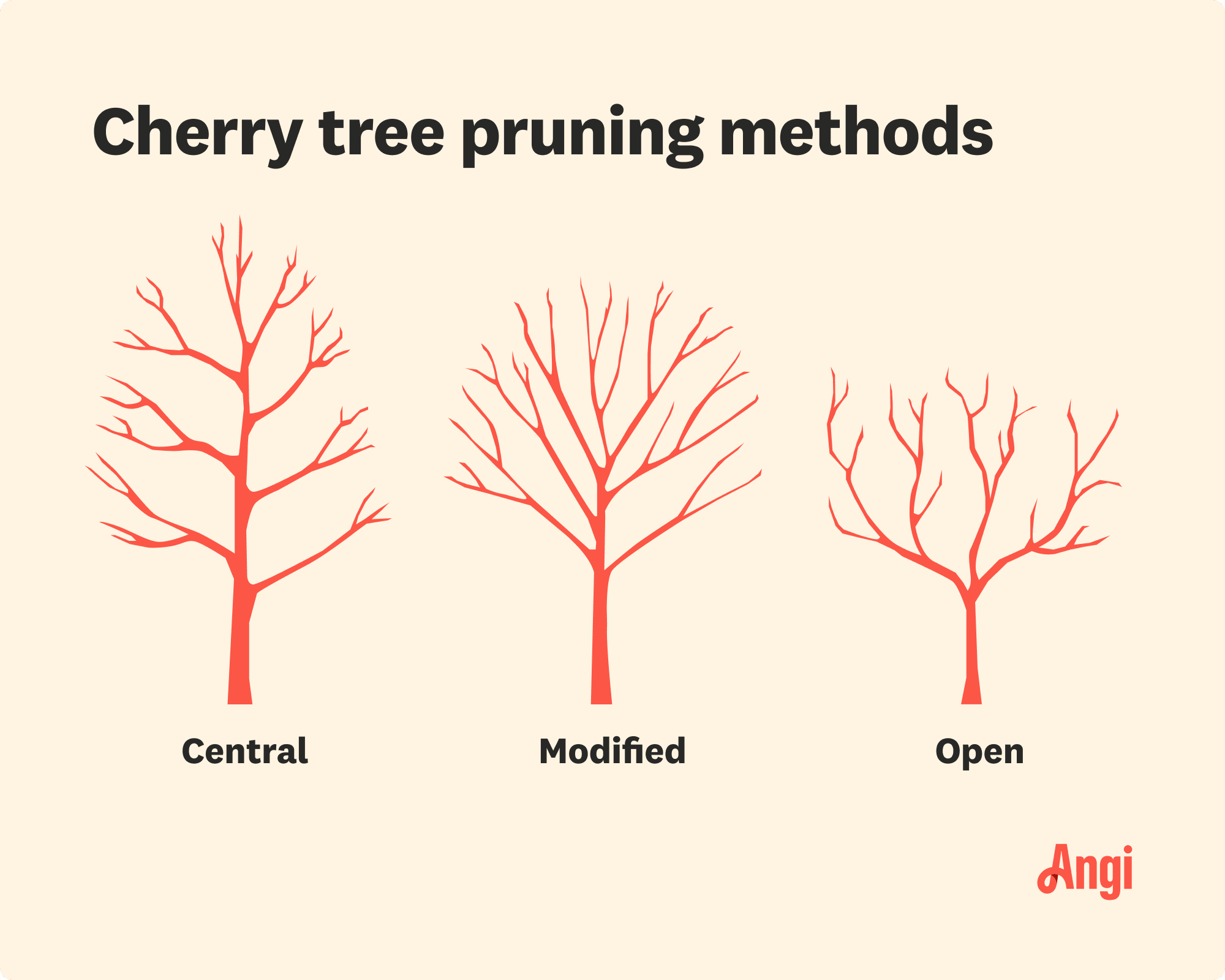 3 common cherry tree pruning methods illustrated, including central, modified, and open