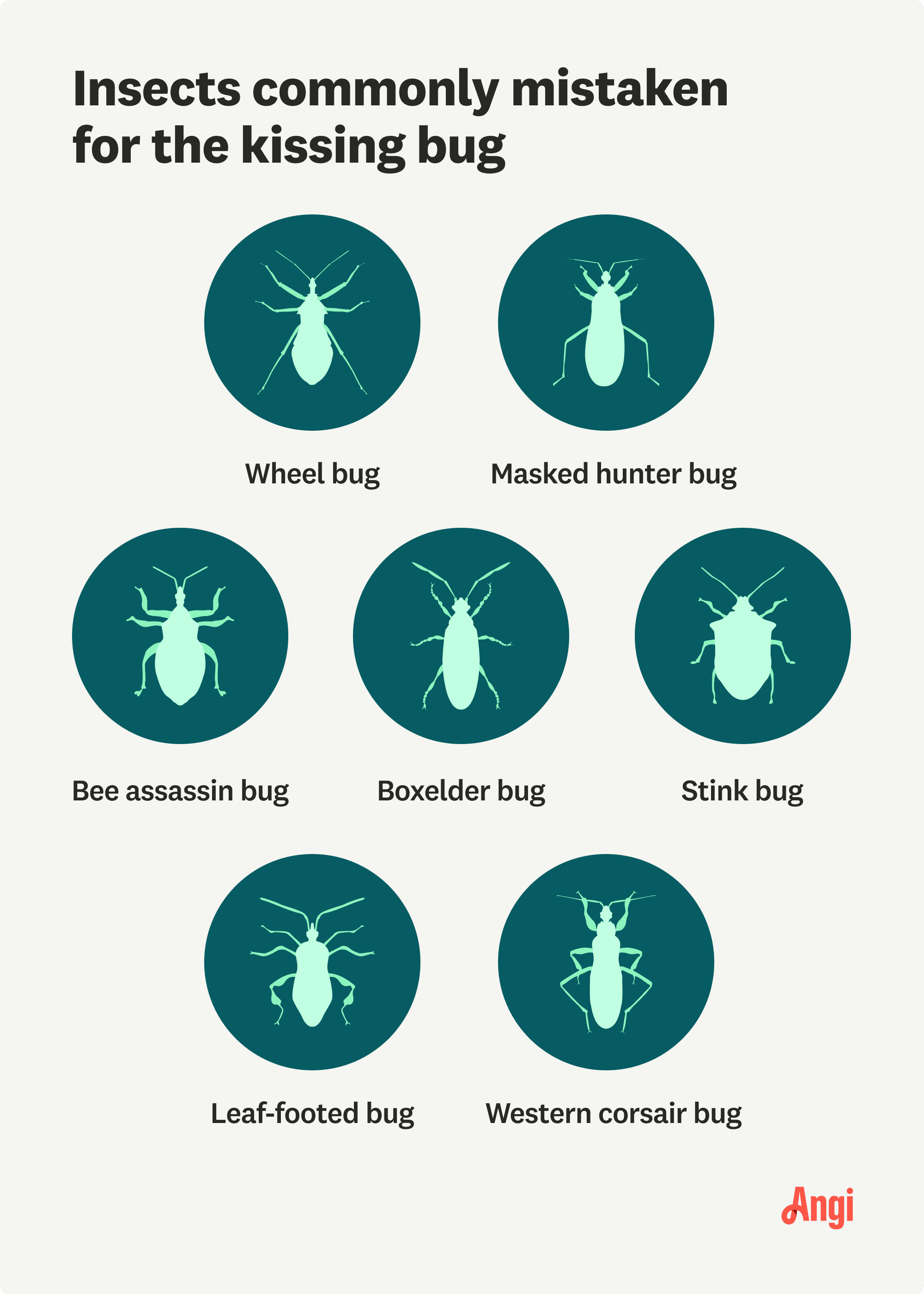 7 illustrated insects commonly mistaken for kissing bugs, including the wheel bug, boxelder bug, or stink bug