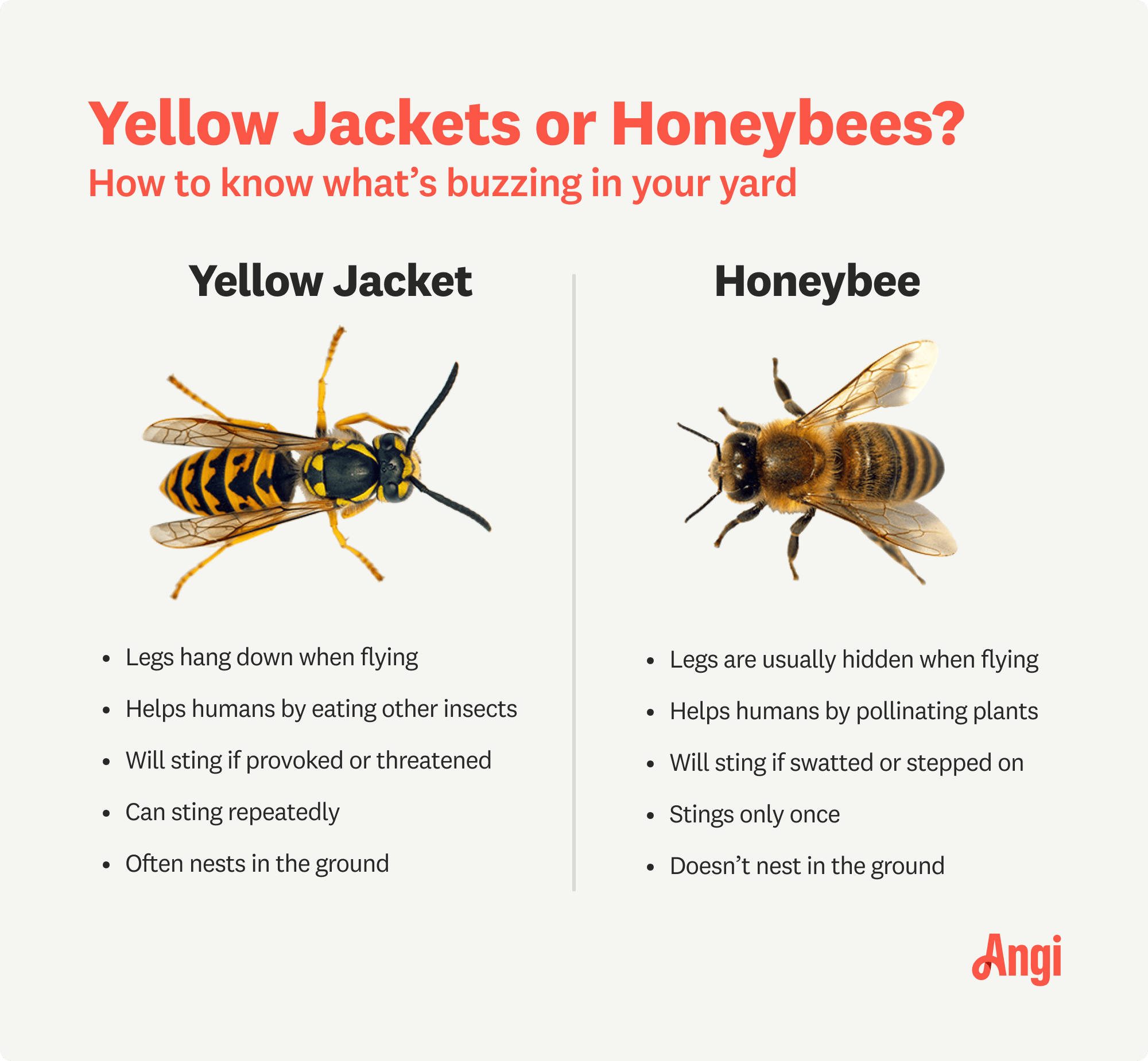5 differences compared for yellow jackets and honeybees, with honeybees only stinging once and yellow jackets stinging repeatedly